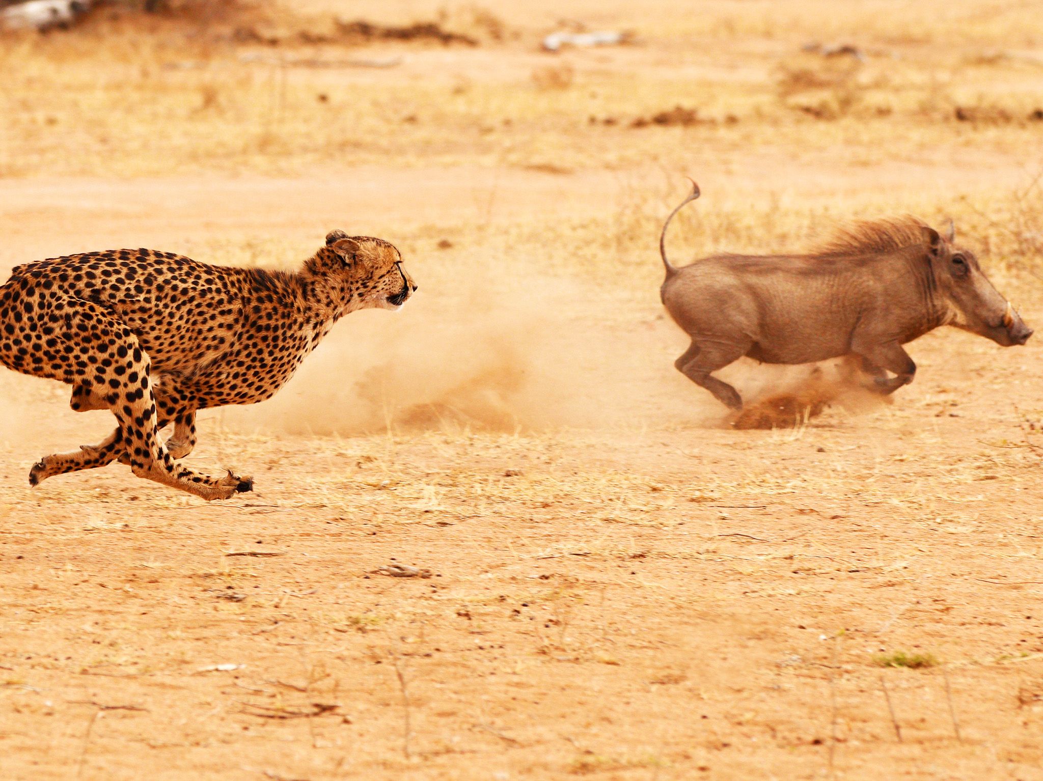 Cheetah chasing a warthog at top speed. This image is from World's Deadliest Lion. [Photo of the day - December 2020]