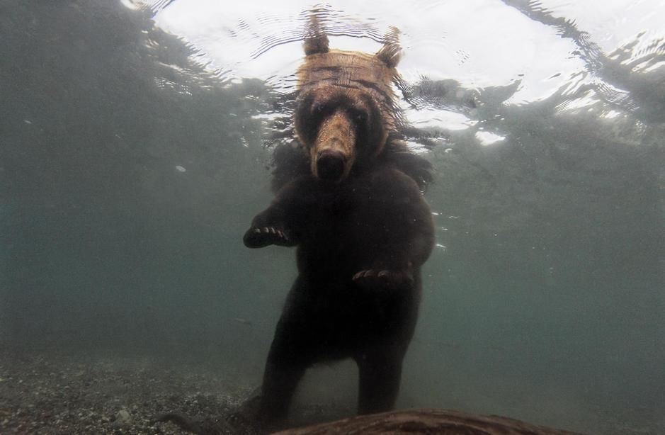 إحدى الدببة البنية تصطاد السلمون في بحيرة كوريل... [Photo of the day - سبتمبر 2011]