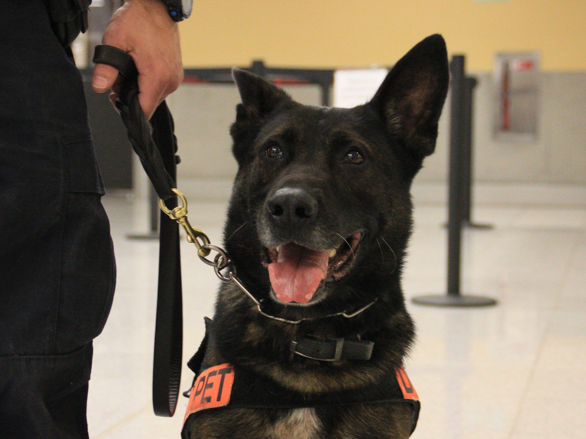 K9 Jax the dog. This image is from To Catch A Smuggler [Photo of the day - March 2021]