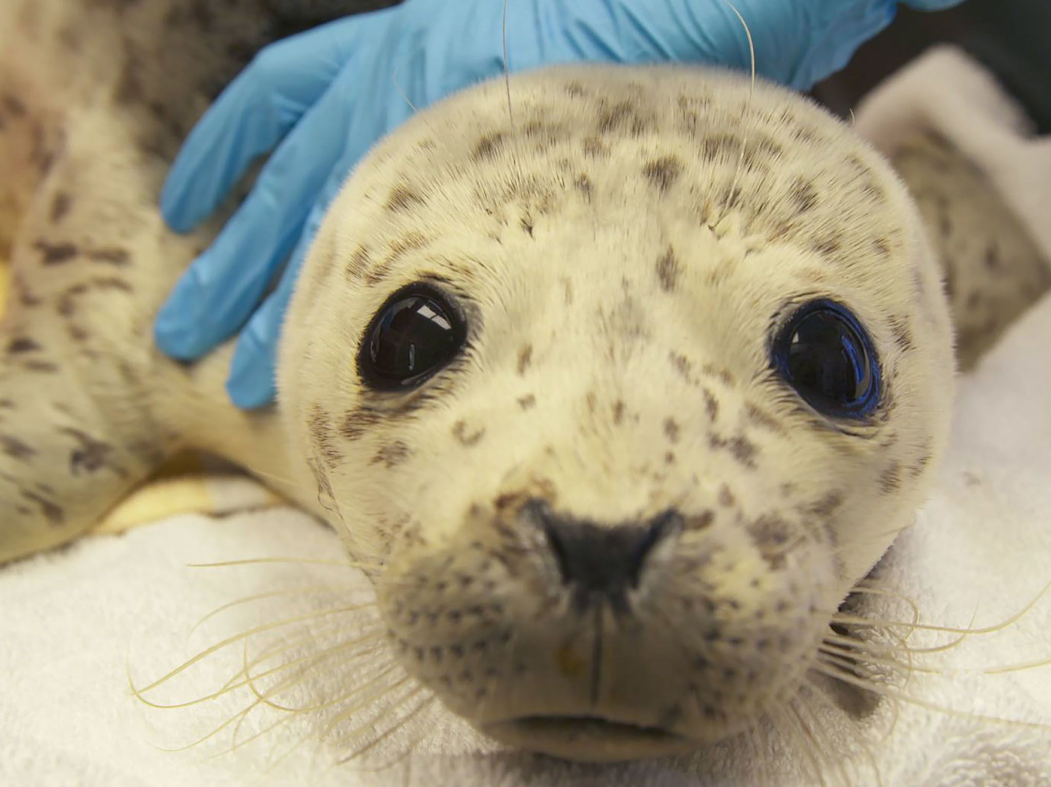 Rescued harbor seal, Boulder Baby, is held by Alaska SeaLife Center staff during a routine check... [Photo of the day - March 2021]