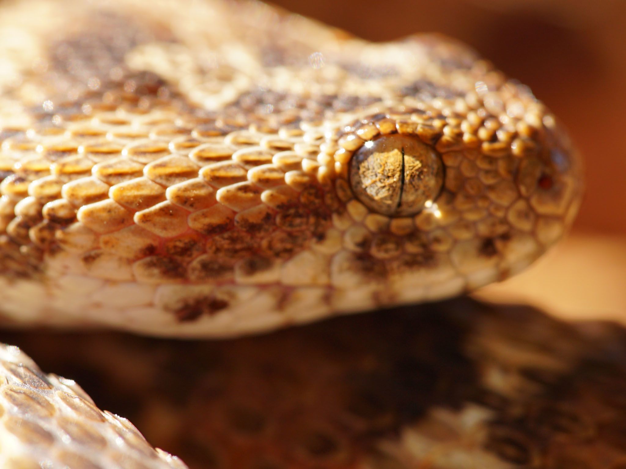 A saw-scaled viper (Echis spp). This image is from World Deadliest Snakes. [Photo of the day - March 2021]