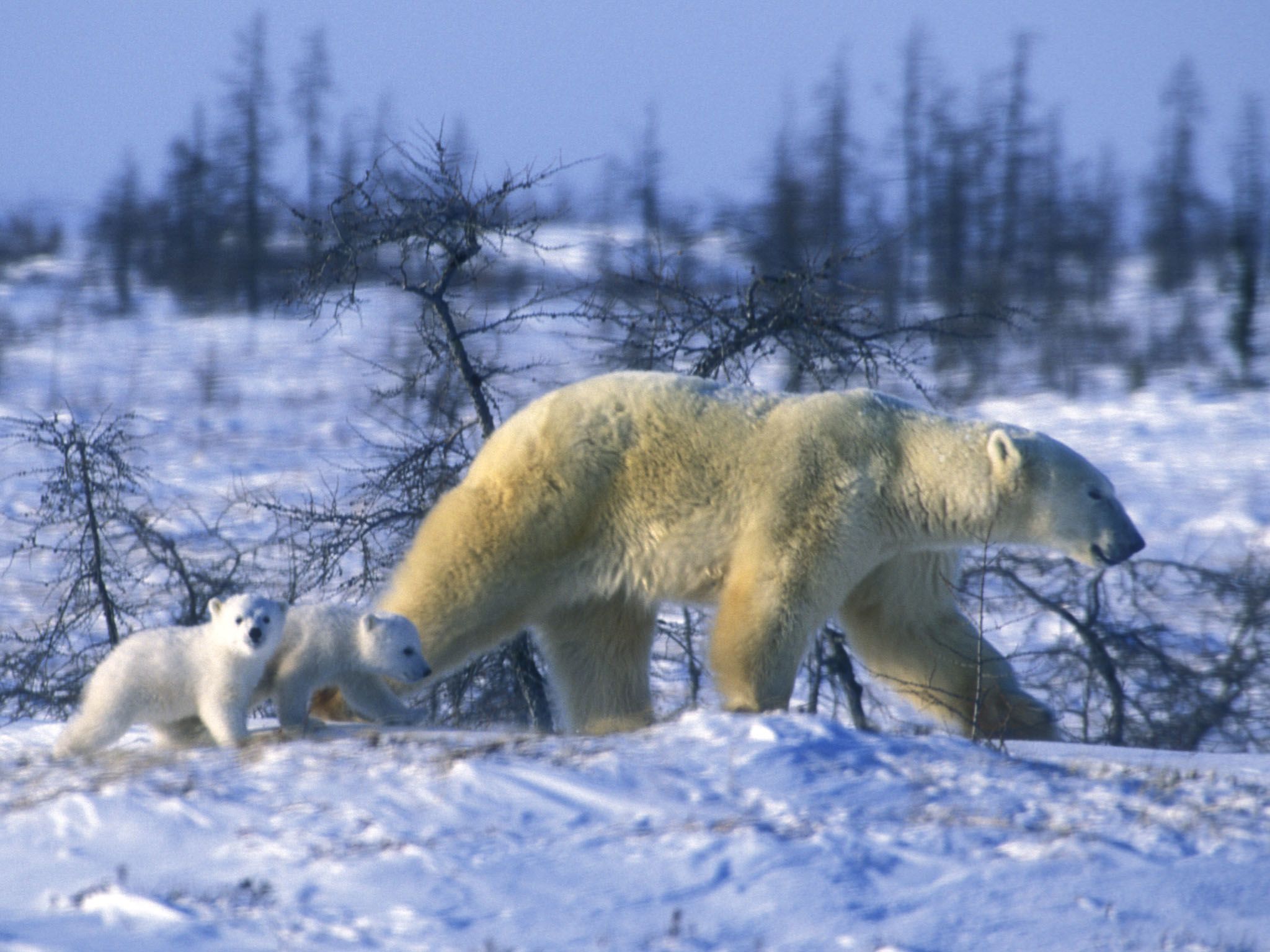 A polar bear and her cub. This image is from Kingdom of The Polar Bears. [Photo of the day - March 2021]