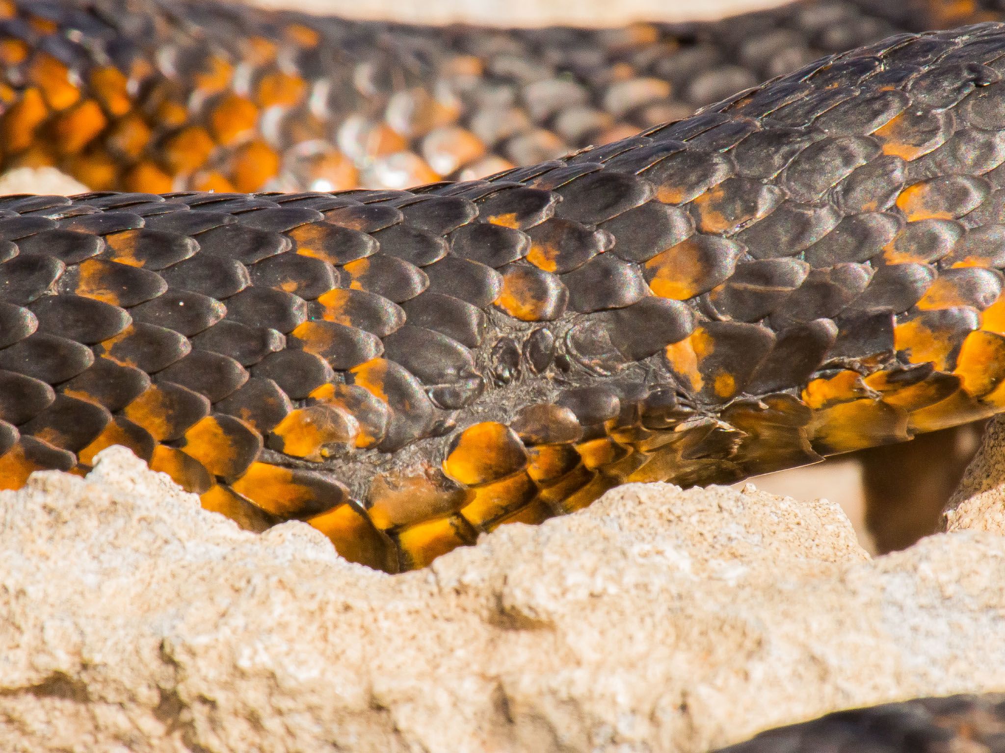 Close up of healed wound on Tiger snake on Carnac Island. This image is from Killer Snakes. [Photo of the day - March 2021]