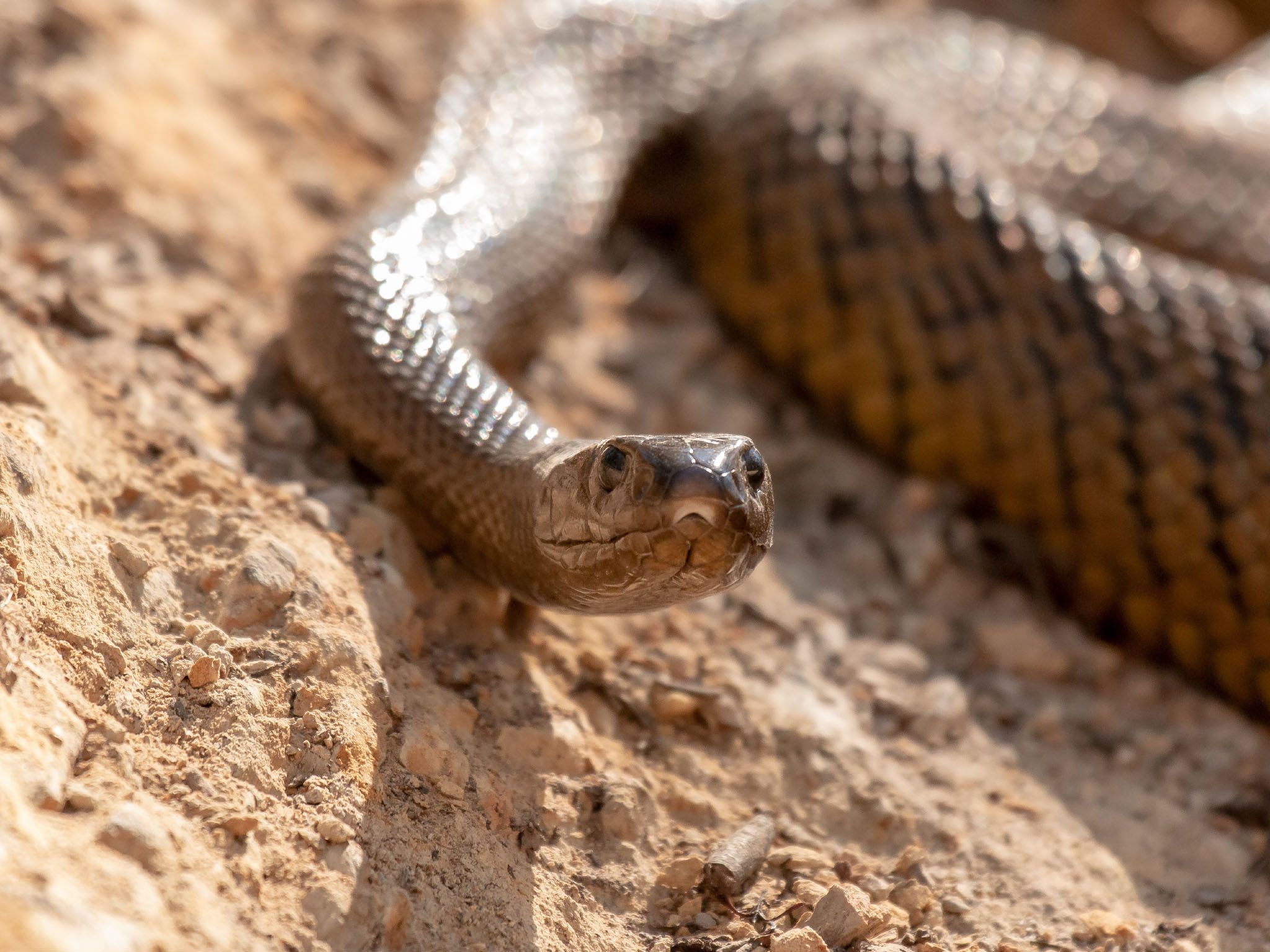 Medium close up of Inland taipan snake. This image is from Killer Snakes. [Photo of the day - March 2021]