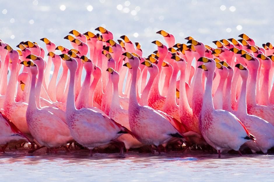 Desert Flamingos, Altiplano, Chile. This image is from Untamed Americas. [Photo of the day - June 2012]