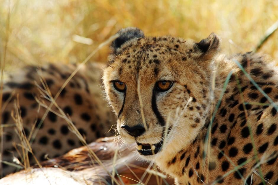 Mala Mala, South Africa: A cheetah lying in dry grass. This image is from Africa's Deadliest. [Photo of the day - June 2012]