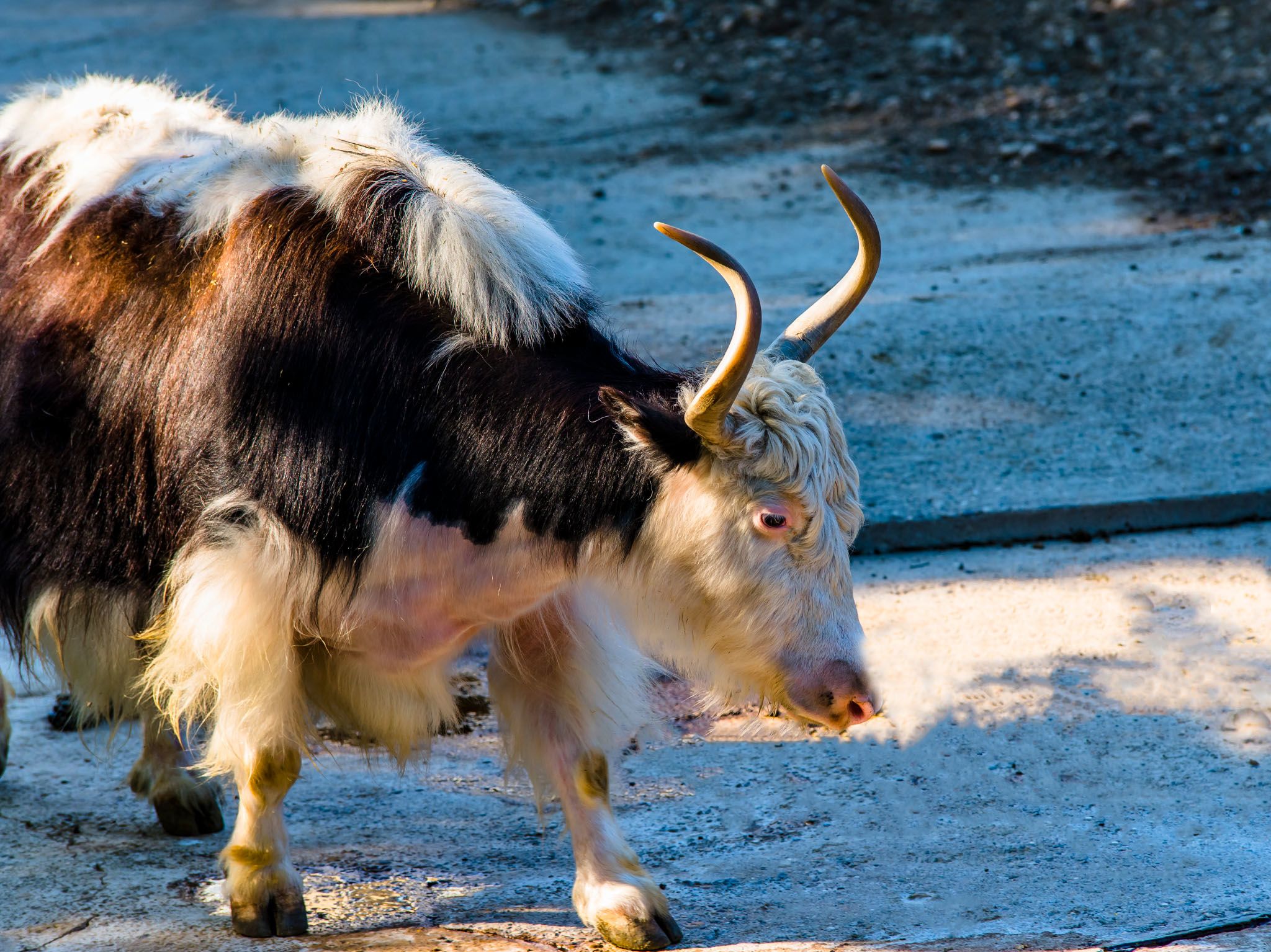 Wild yaks have a heart and lungs twice the size of other cows. This image is from Asia's Wild... [Photo of the day - March 2021]