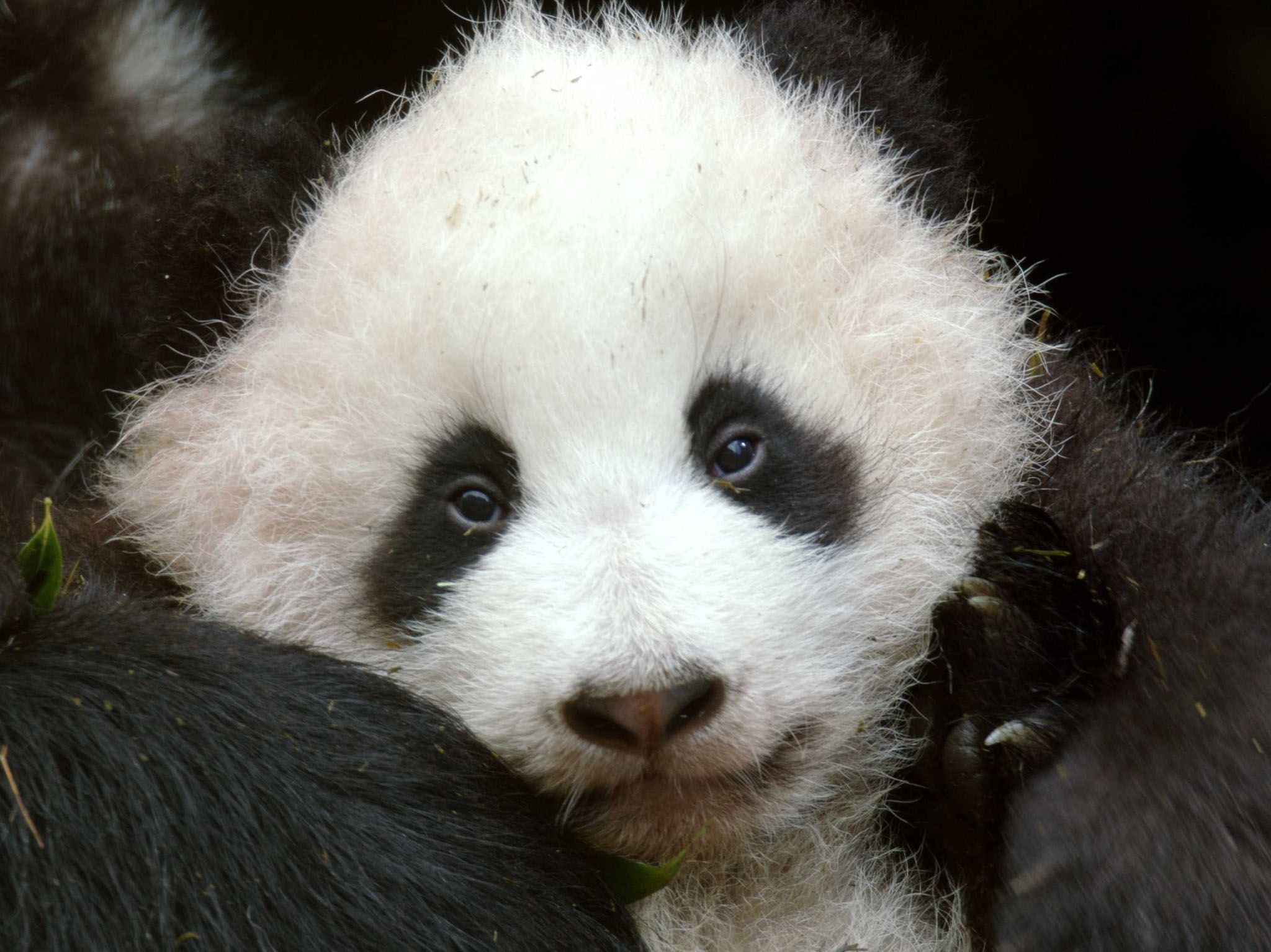 Three-month-old panda at Wolong, who is trained for reintroduction in the wilderness of the... [Photo of the day - April 2021]