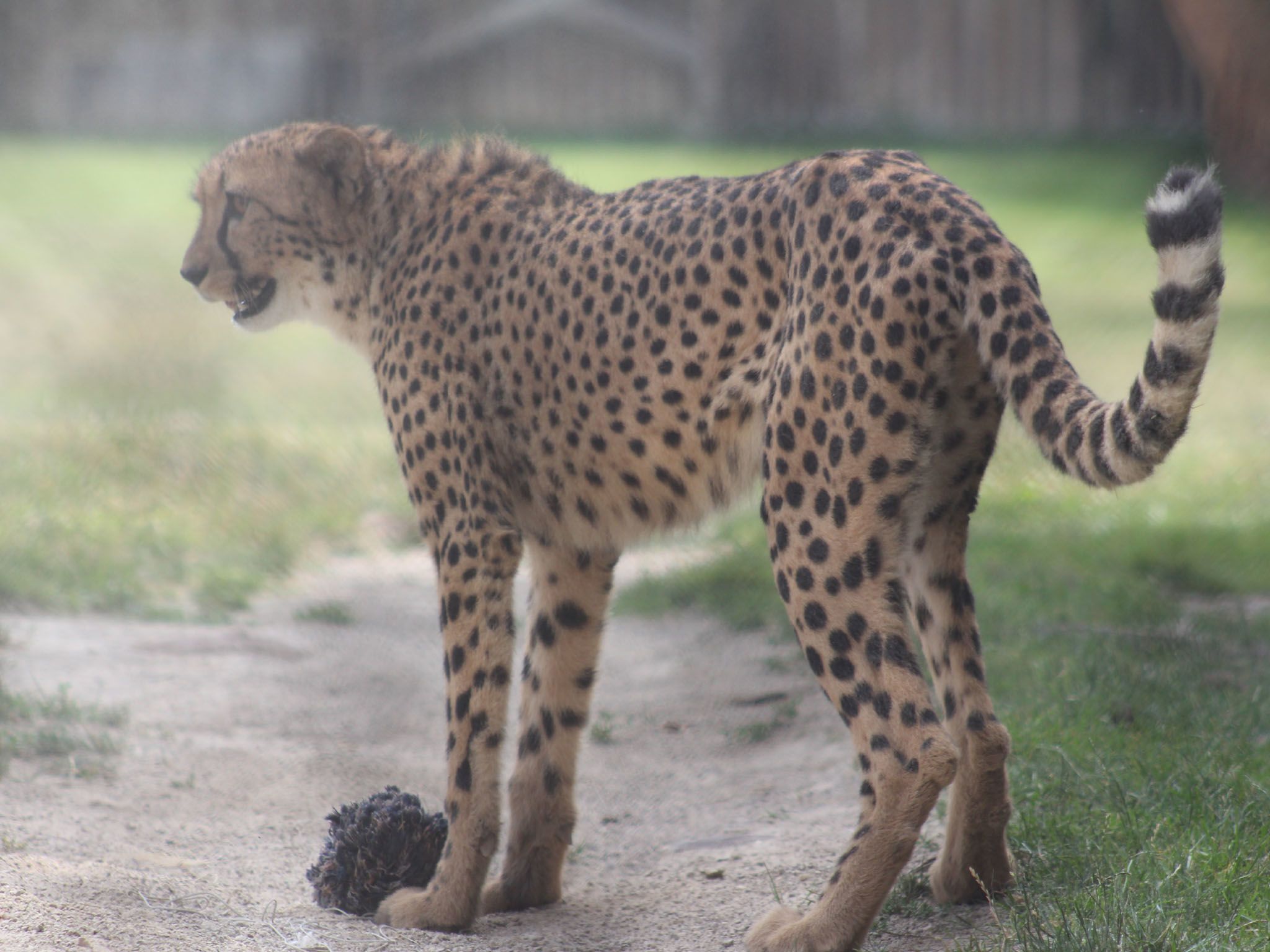 Bob the cheetah takes Kvamme's place in the Cheetah Run as the vet team bring him to see Dr.... [Photo of the day - April 2021]