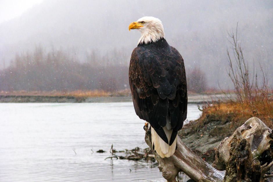 Unique to North America, the bald eagle is the continent's most recognizable aerial predator,... [Photo of the day - June 2012]
