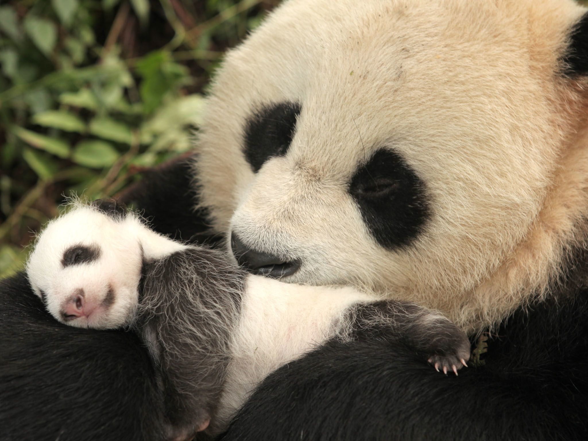 One-month-old panda and mum, Wolong. This image is from Panda goes wild. [Photo of the day - April 2021]