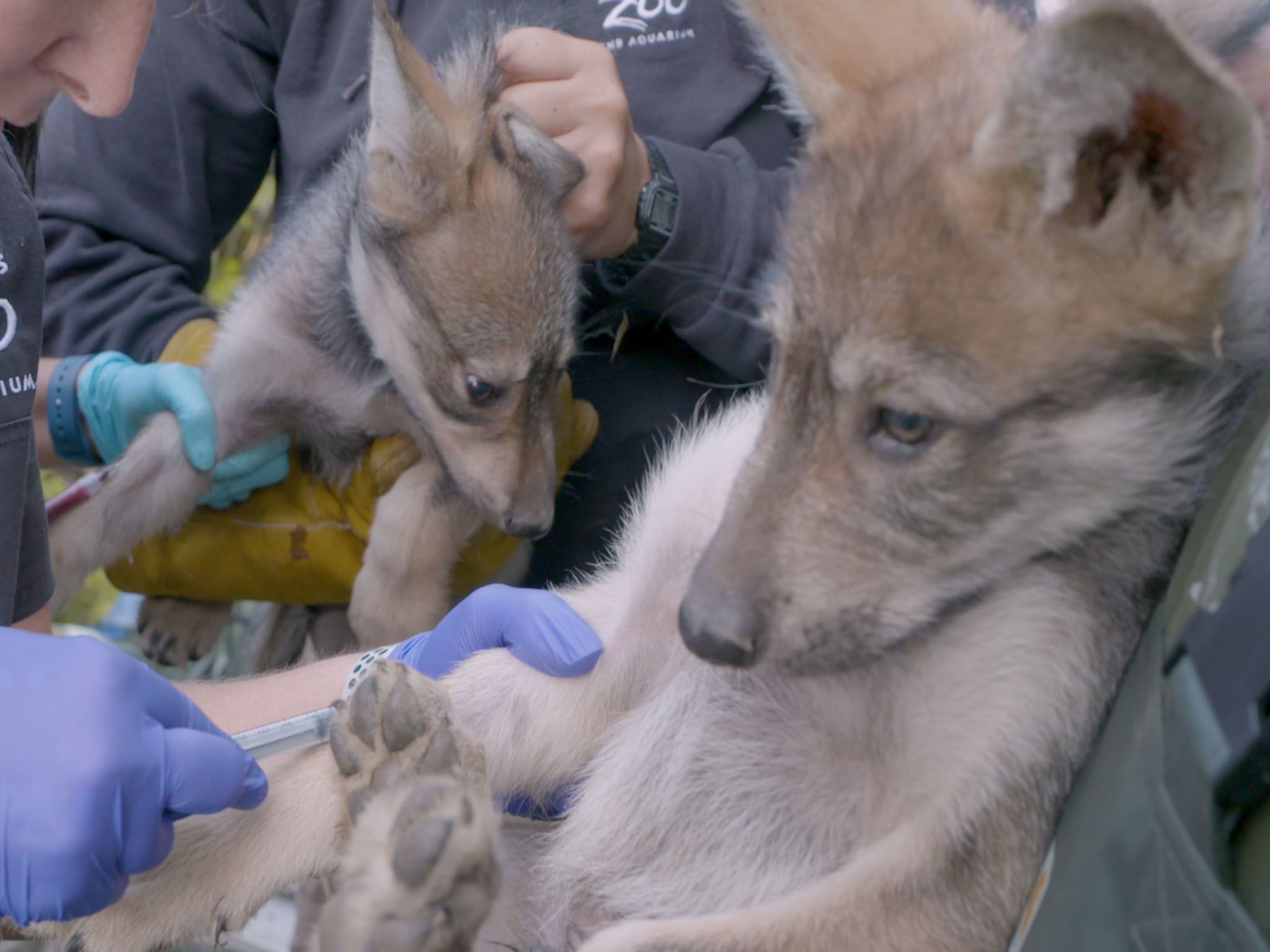 Tessa Wilhelm and the team successfully give the Mexican wolf puppies their very first exam to... [Photo of the day - April 2021]