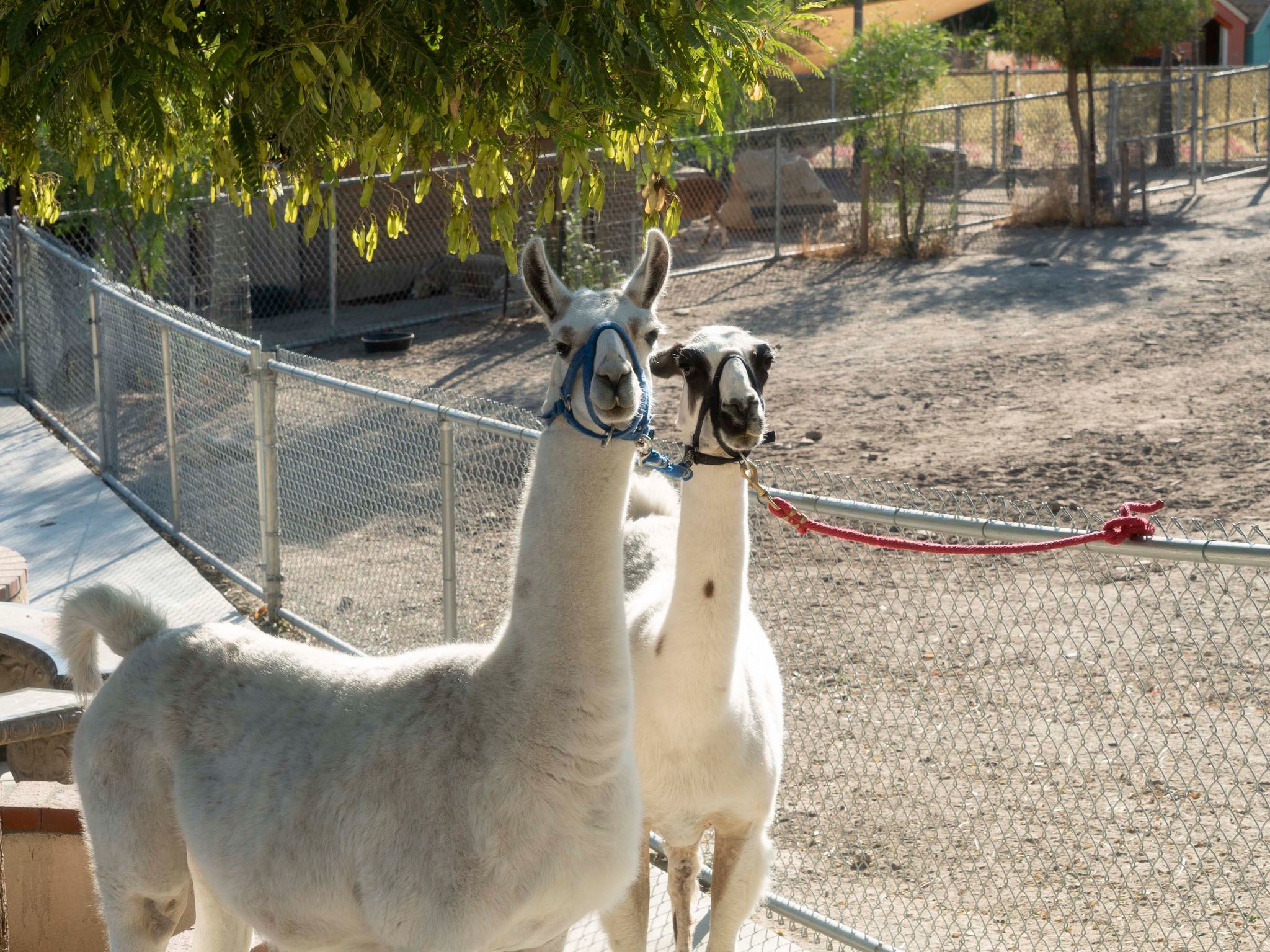 Two llamas are tied to a fence at the Dog Psychology Center in Santa Clarita, CA. This is from... [Photo of the day - May 2021]
