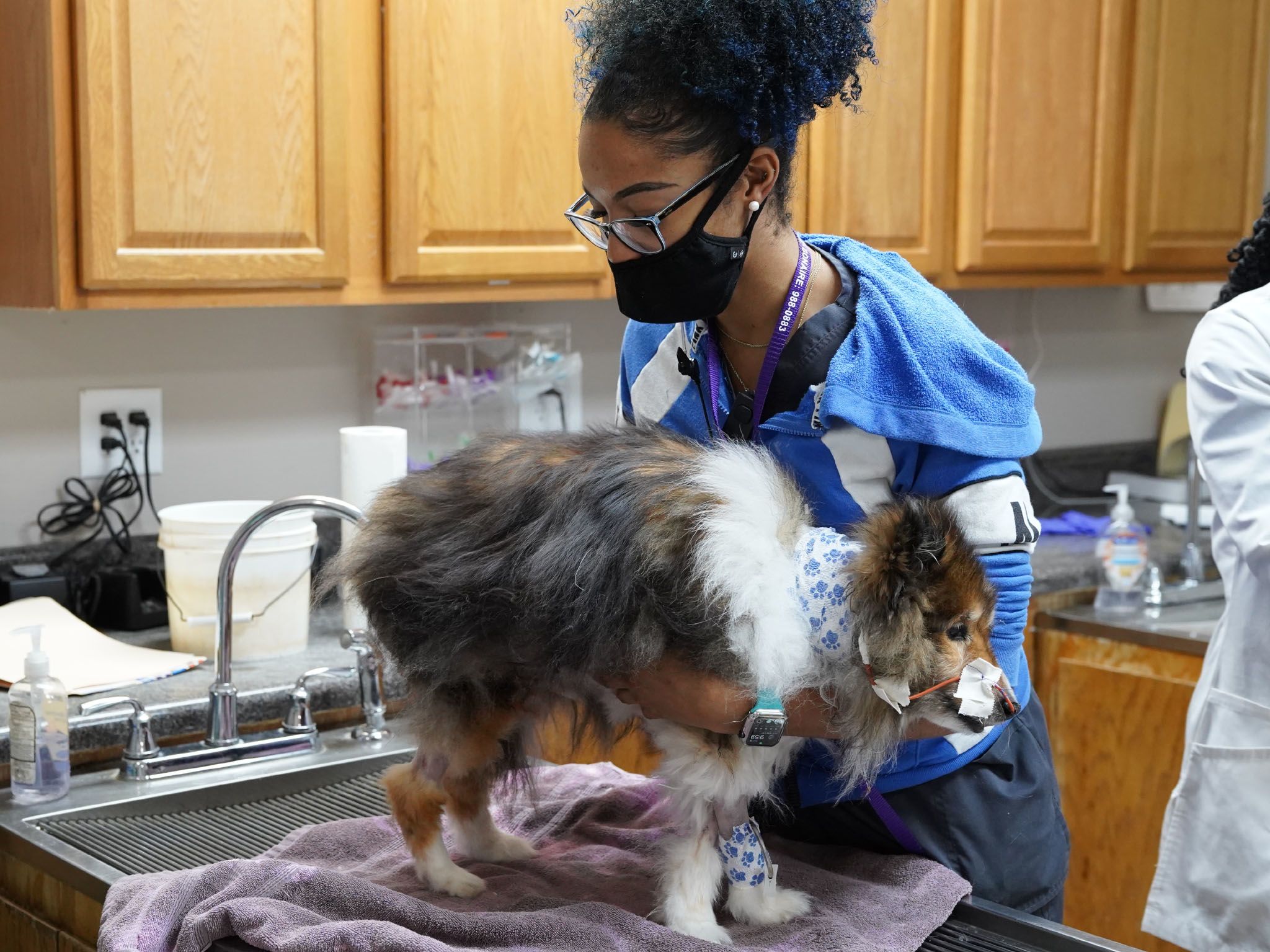 Vet Tech Darrie preps a Sheltie dog for examination in the Treatment Room of Critter Fixer... [Photo of the day - May 2021]