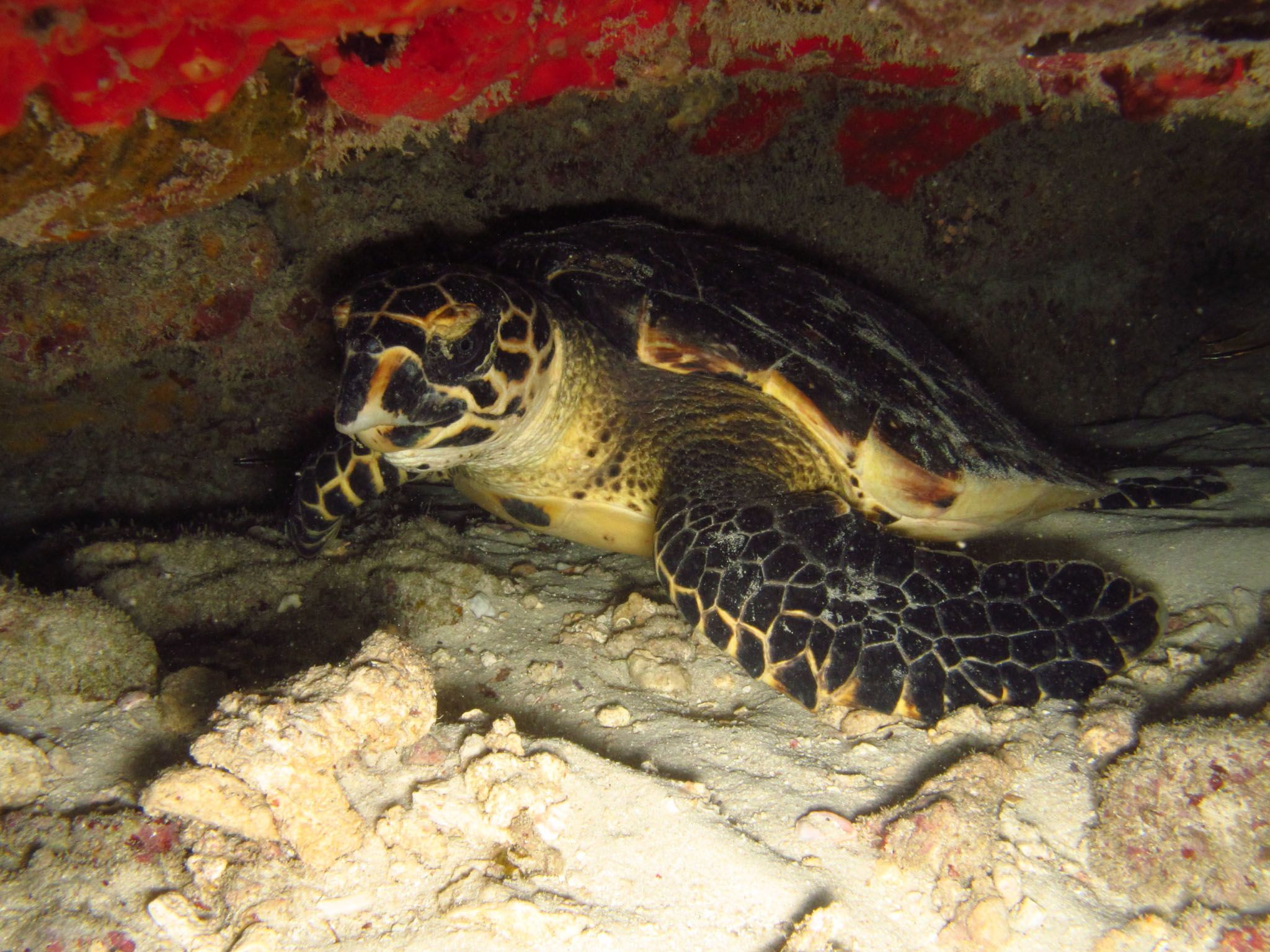 Maziwe Island, Tanzania - A Hacksbill turtle around the island.  This is from Jane Goodall:... [Photo of the day - May 2021]