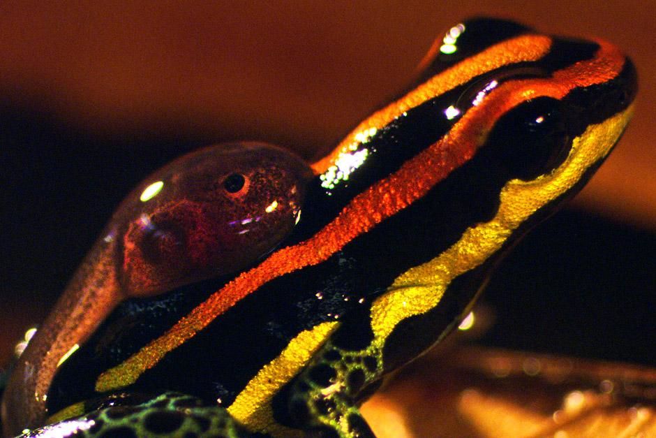 Poison dart frogs are common to South America, utilizing bright coloring to warn predators of... [Photo of the day - June 2012]