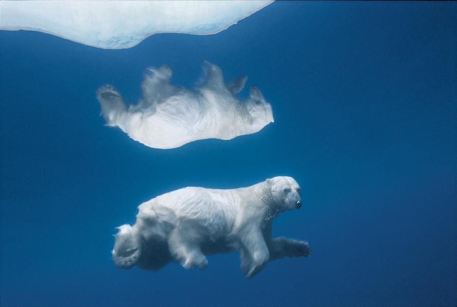 Its image mirrored in icy water, a polar bear swims submerged in Lancaster Sound, Northwest... [Photo of the day - September 2011]
