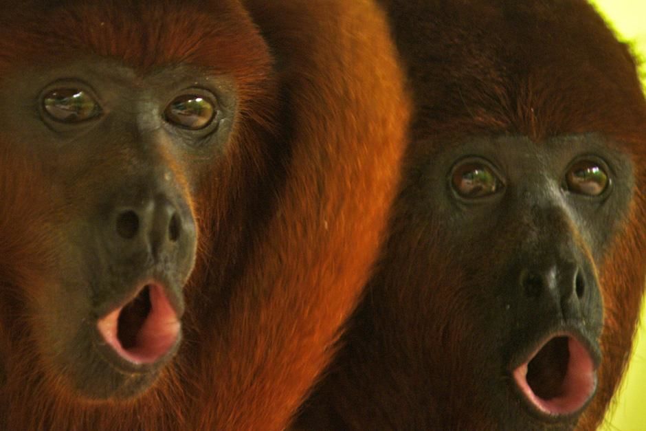 Red howler monkeys are famous for their âdawn chorusâ. These howling calls that are... [Photo of the day - July 2012]