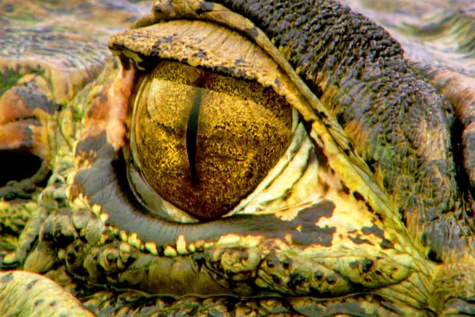 Caimans, usually solitary hunters, get pushed together as the flood waters recede. This image is... [Photo of the day - July 2012]