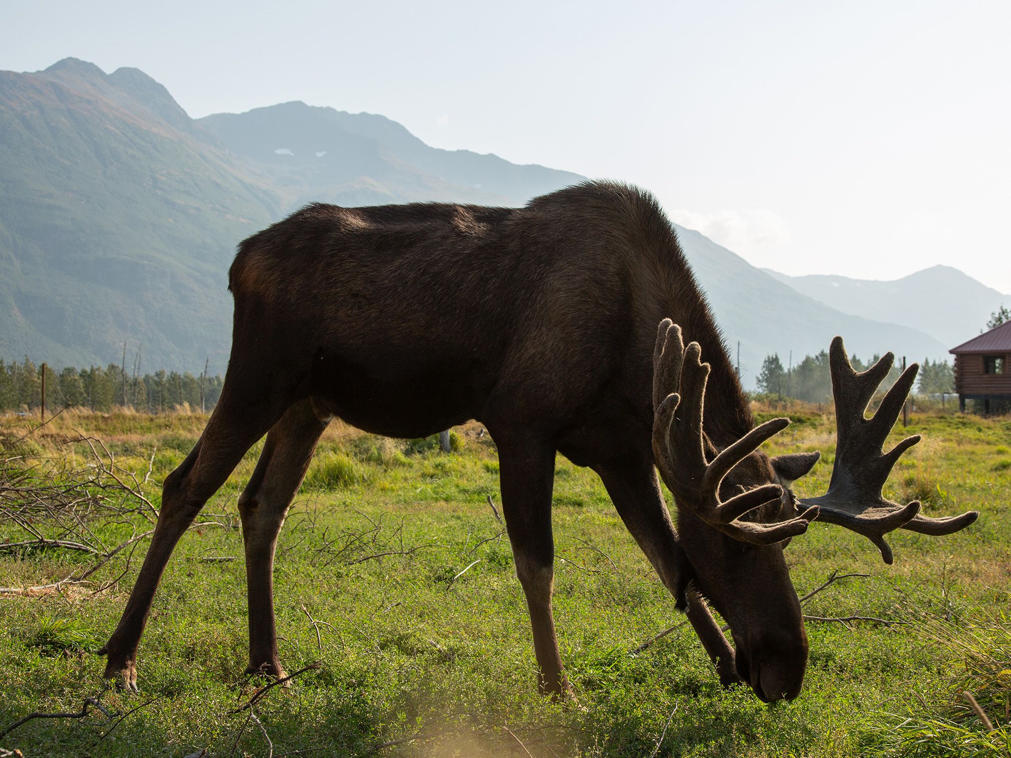 حيوان الموظ يأكل العشب في مركز ألاسكا للحفاظ على... [Photo of the day - يونيو 2021]
