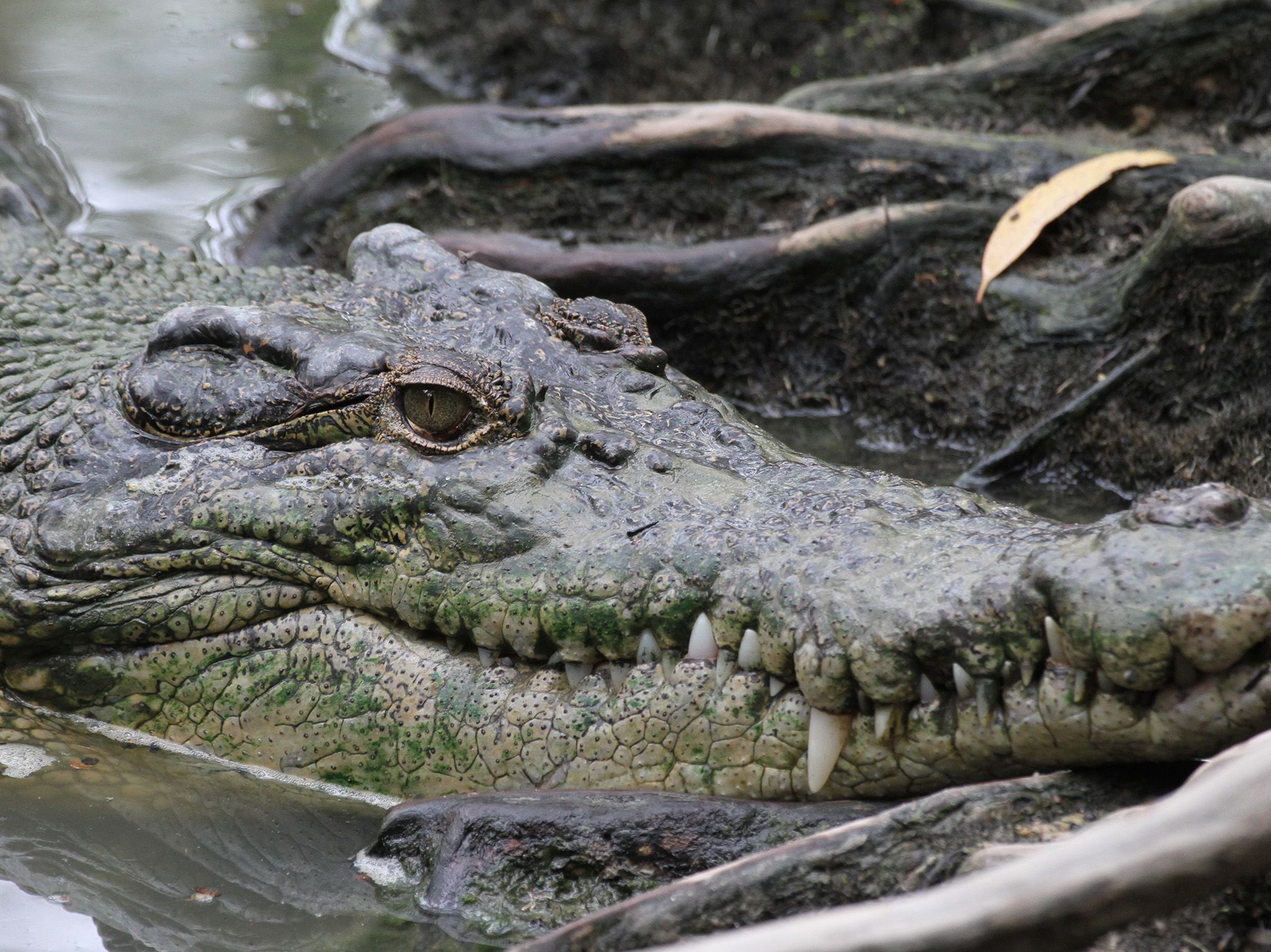 Crocodile on Wild Australia. This is part of Wild Australia: Will To Survive [Photo of the day - June 2021]
