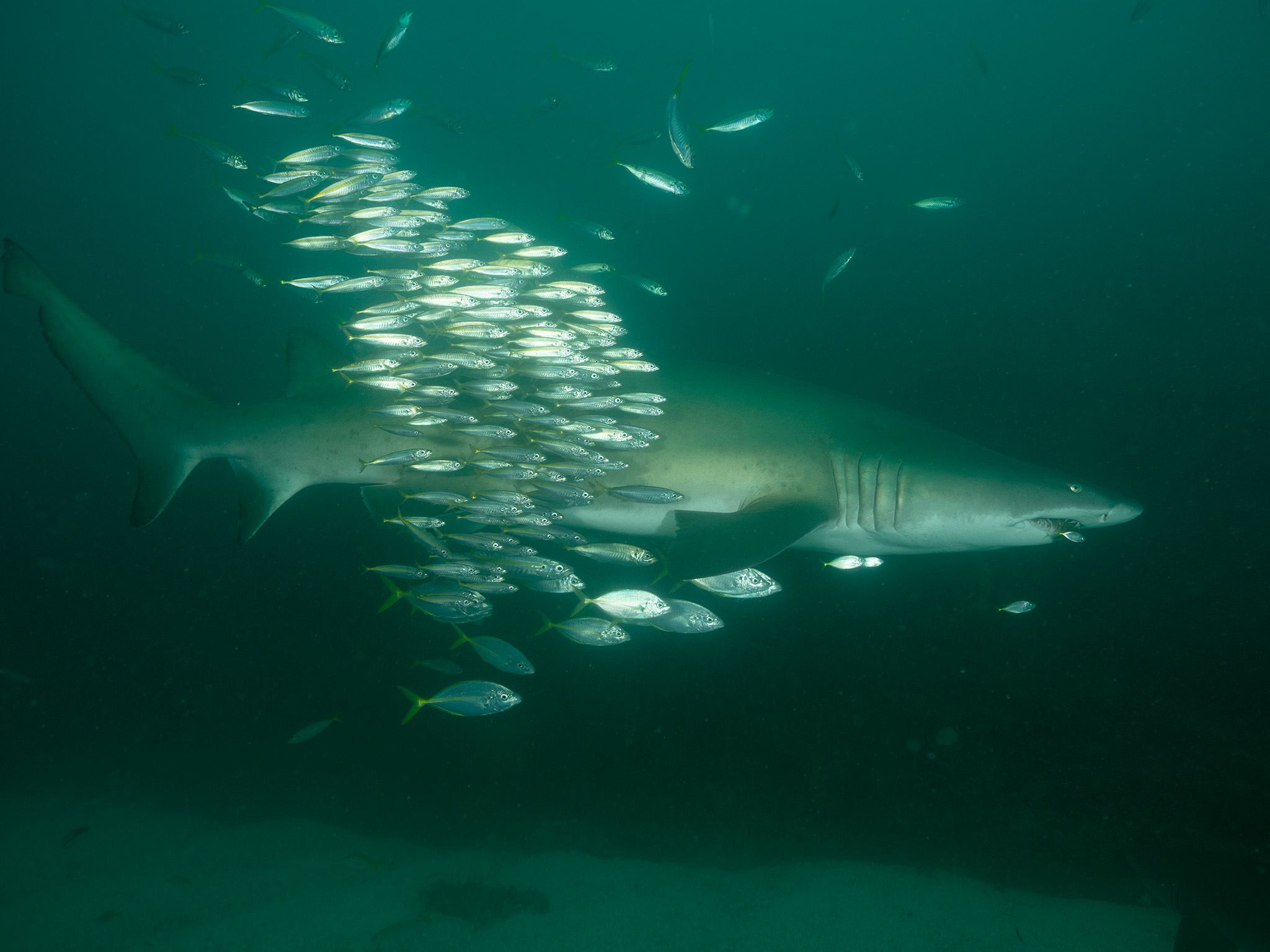 Grey Nurse Shark at Fish Rock, South West Rocks, NSW. This is part of Shark Beach with Chris... [Photo of the day - July 2021]