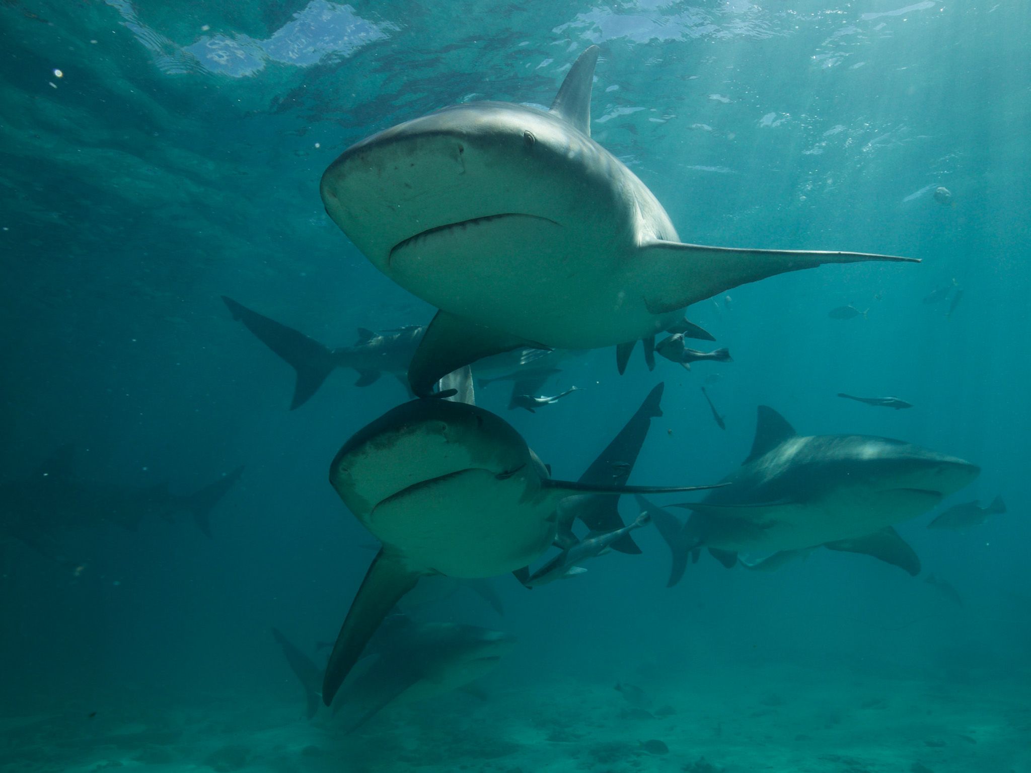 A gang of bull sharks in Bimini, The Bahamas. This is part of Shark Gangs. [Photo of the day - July 2021]