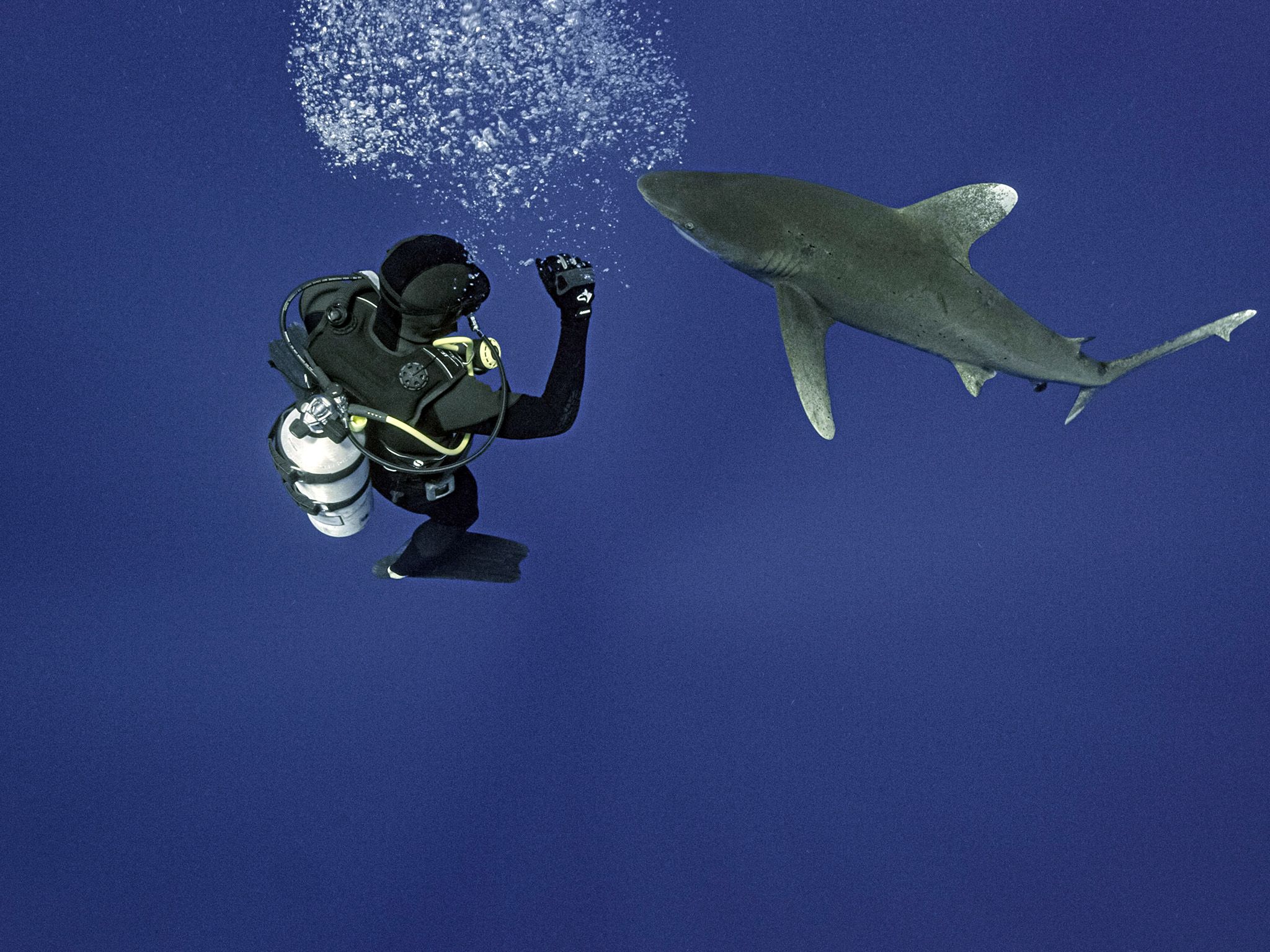Marine researcher Eric Schneider dives with an oceanic whitetip shark.  This is part of World's... [Photo of the day - July 2021]
