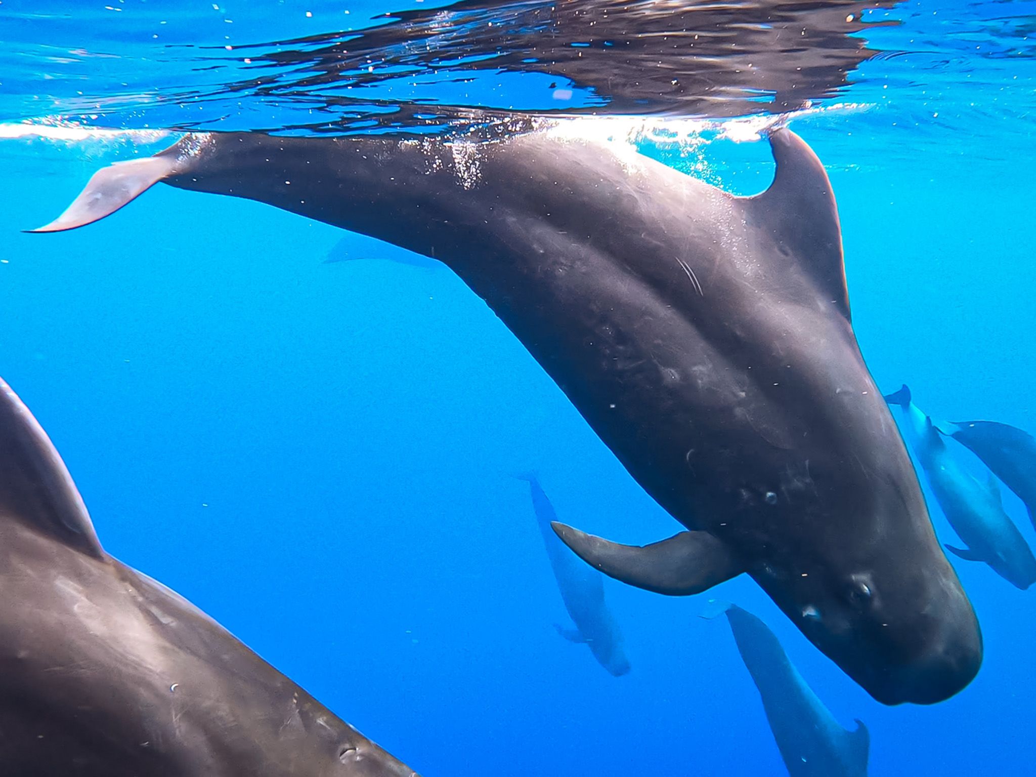 A pod of pilot whales descends into the blue where they can hunt for squid. Researchers have... [Photo of the day - July 2021]