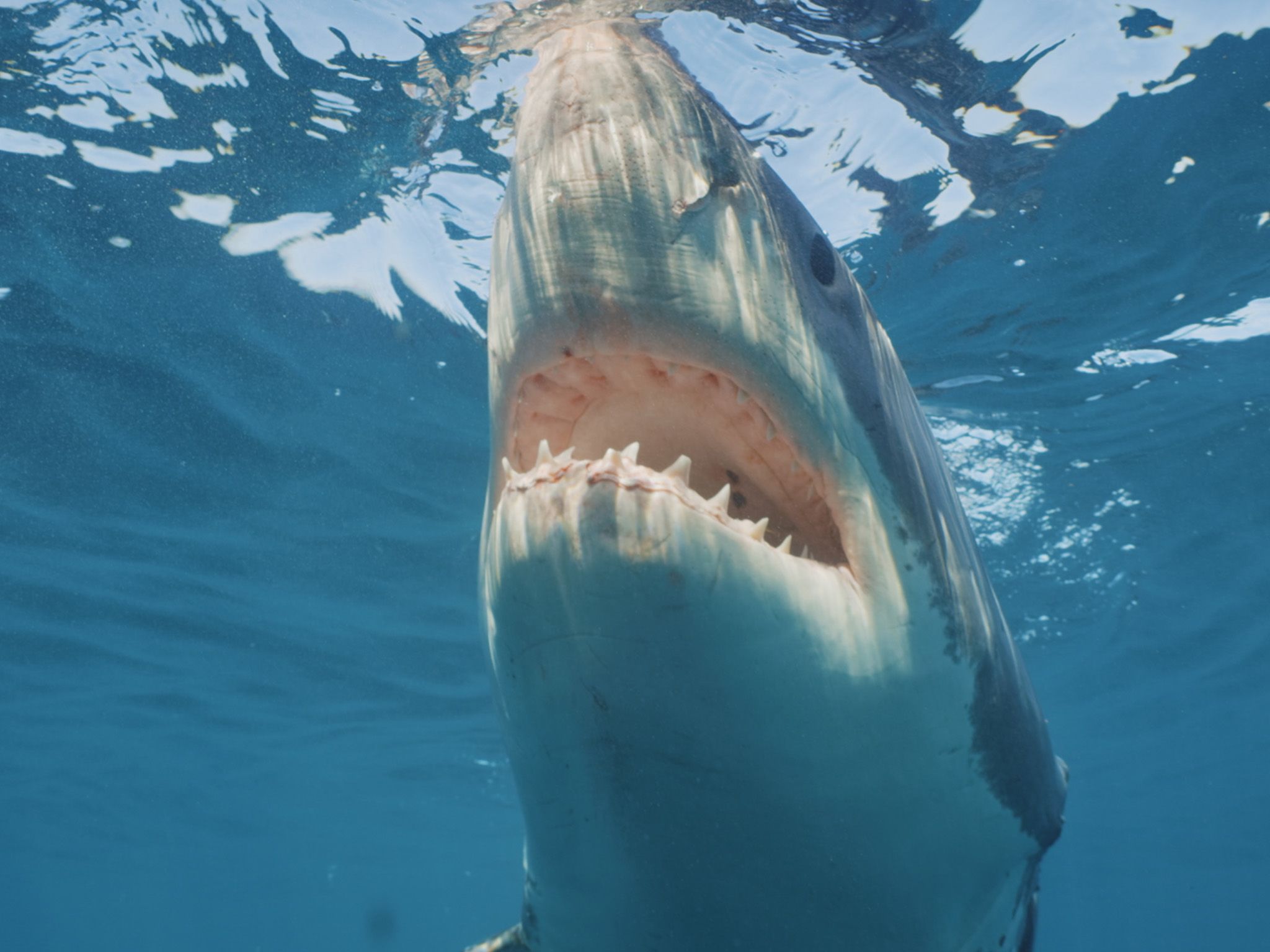 A Great White shark with its mouth slightly open. This is part of Killer Whale vs Shark. [Photo of the day - July 2021]