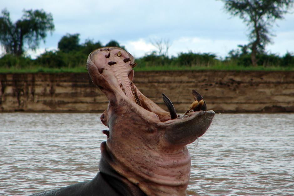 Luangwa, Zambia: A Hippo shows its teeth from the river in this close-up from the waters... [Photo of the day - July 2012]