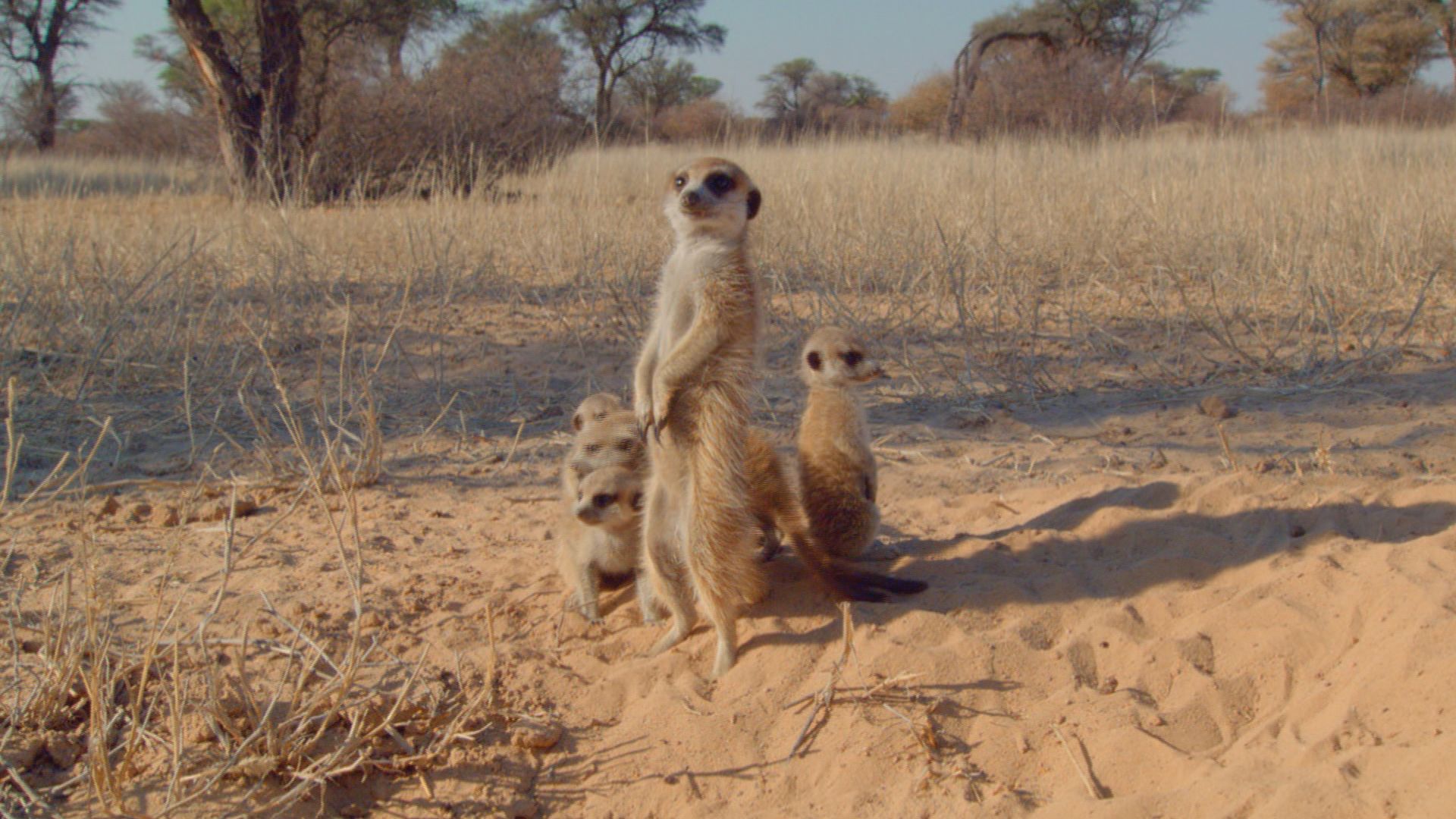 Meerkat (Suricata suricatta) female babysitting pups. This is from Deadly Instincts. [Photo of the day - September 2021]