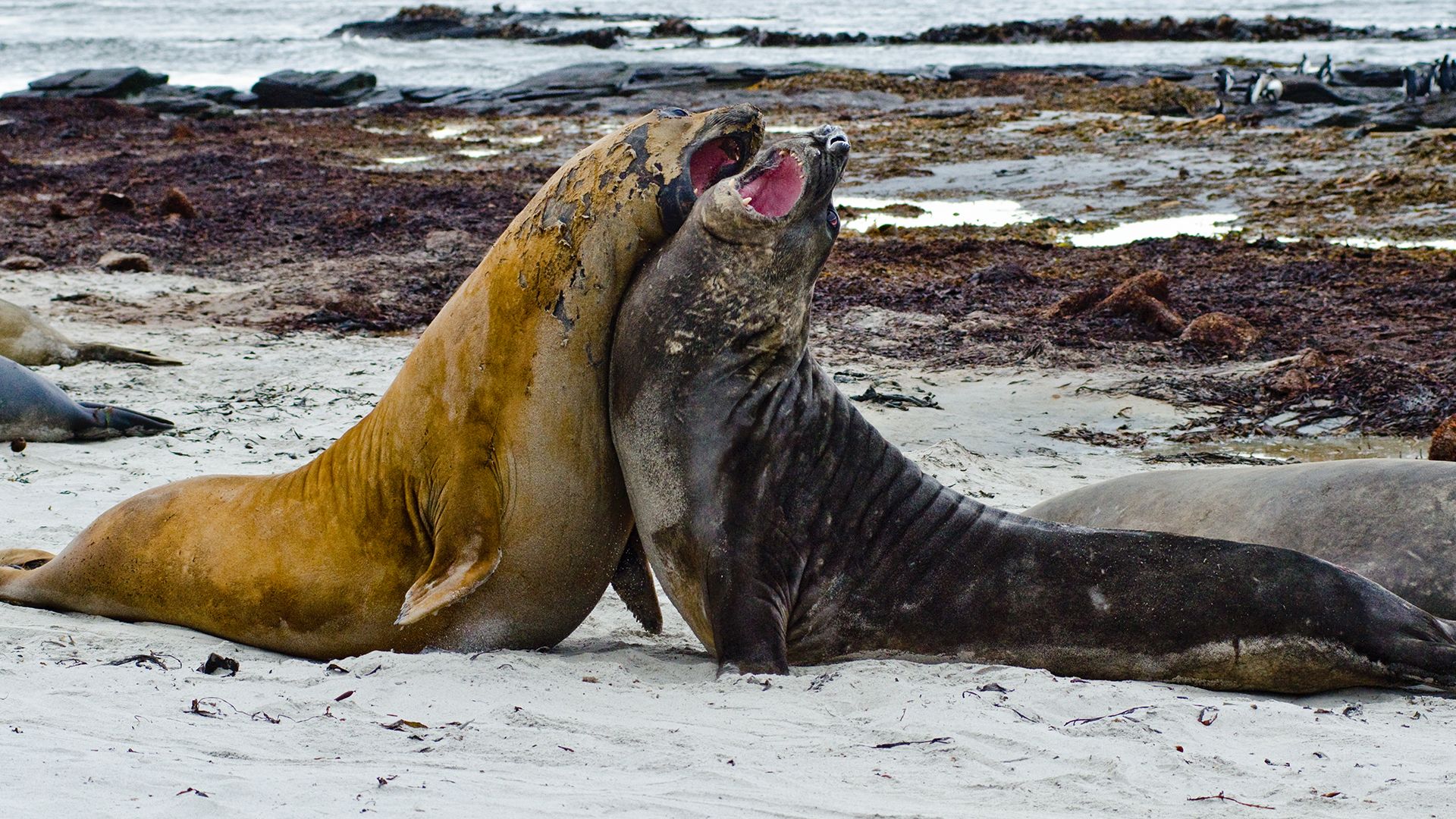 Falklands- Elephant seal males fighting. Male elephant seals fight to gain access to female... [Photo of the day - September 2021]
