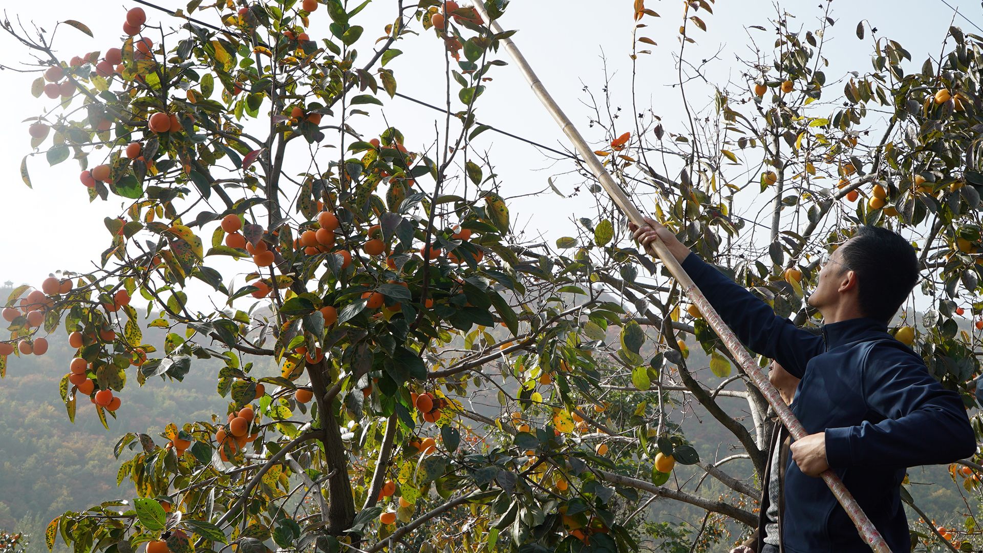 Host He Tian'ran helps villagers pick persimmon. [Photo of the day - October 2021]