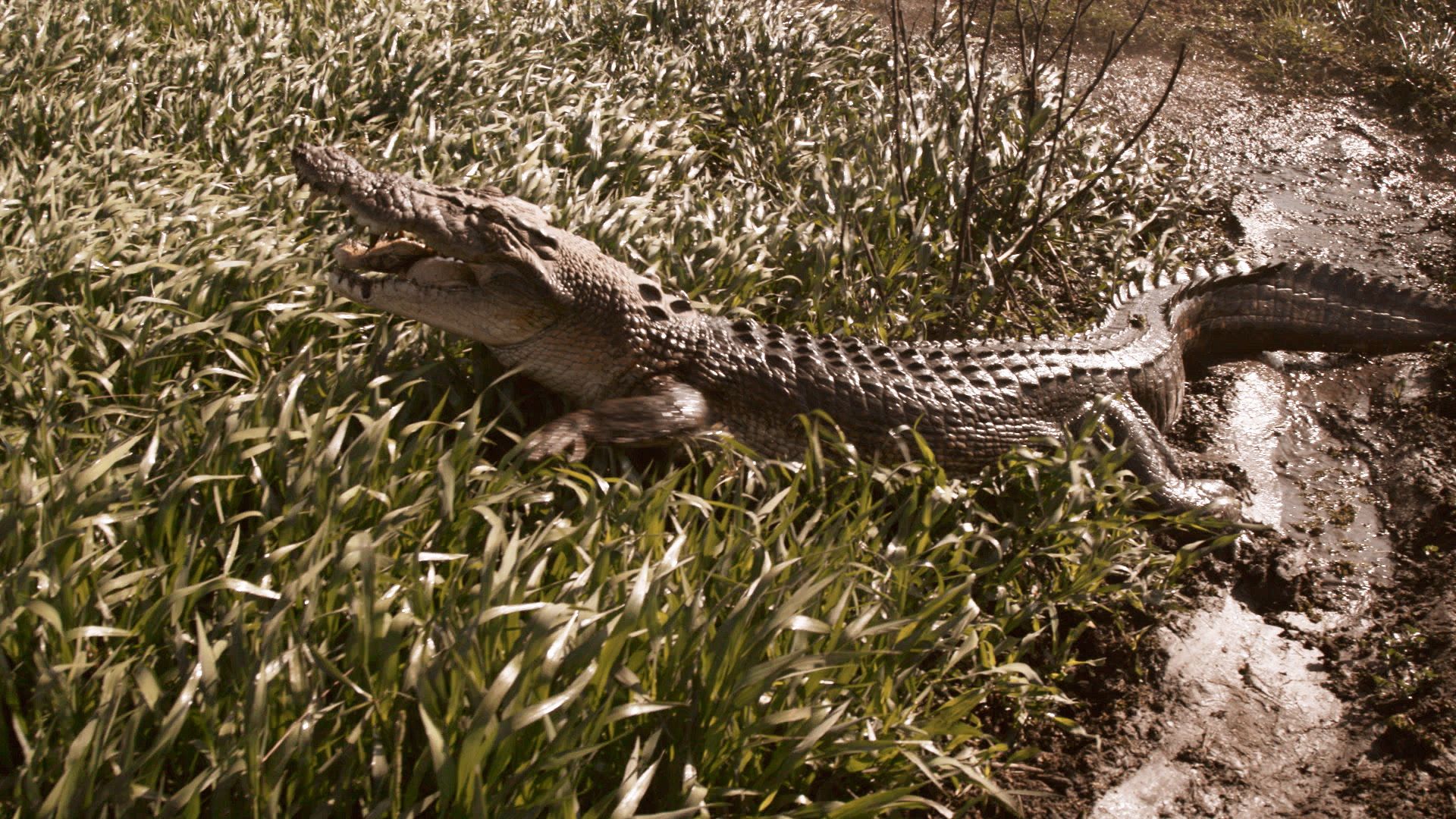 Crocodile in grass, missing half it's bottom jaw. [Photo of the day - October 2021]