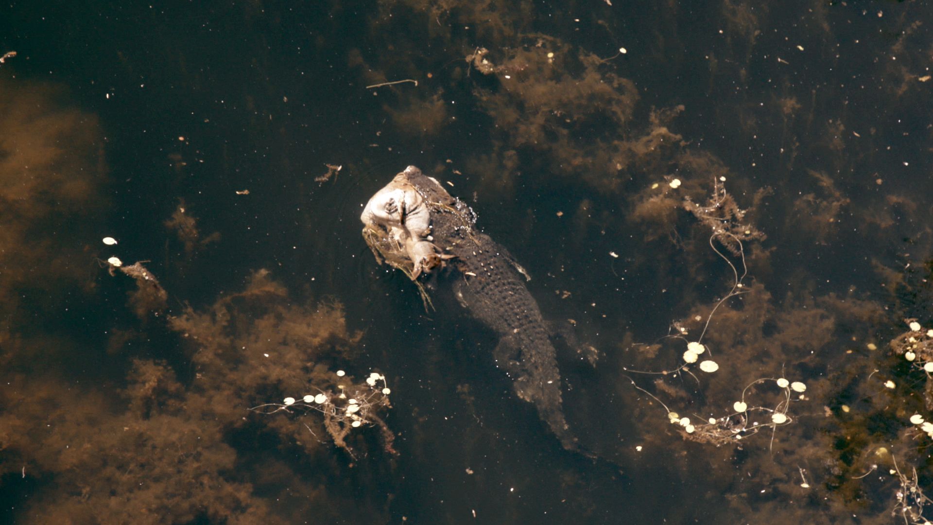 Crocodile swimming with dead cow in its mouth. [Photo of the day - October 2021]