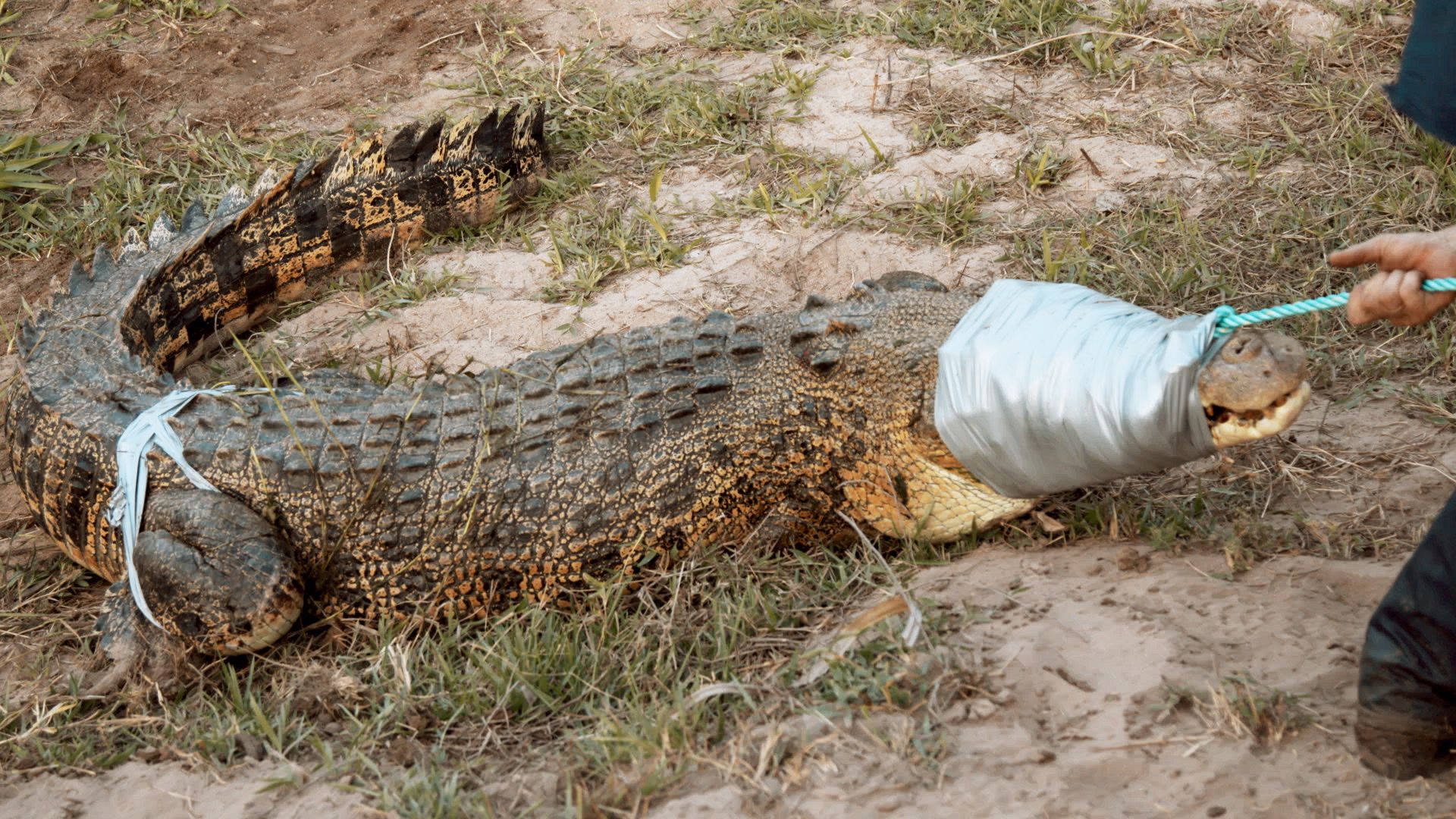 Crocodile with eyes and legs taped, ready for transportation. [Photo of the day - October 2021]