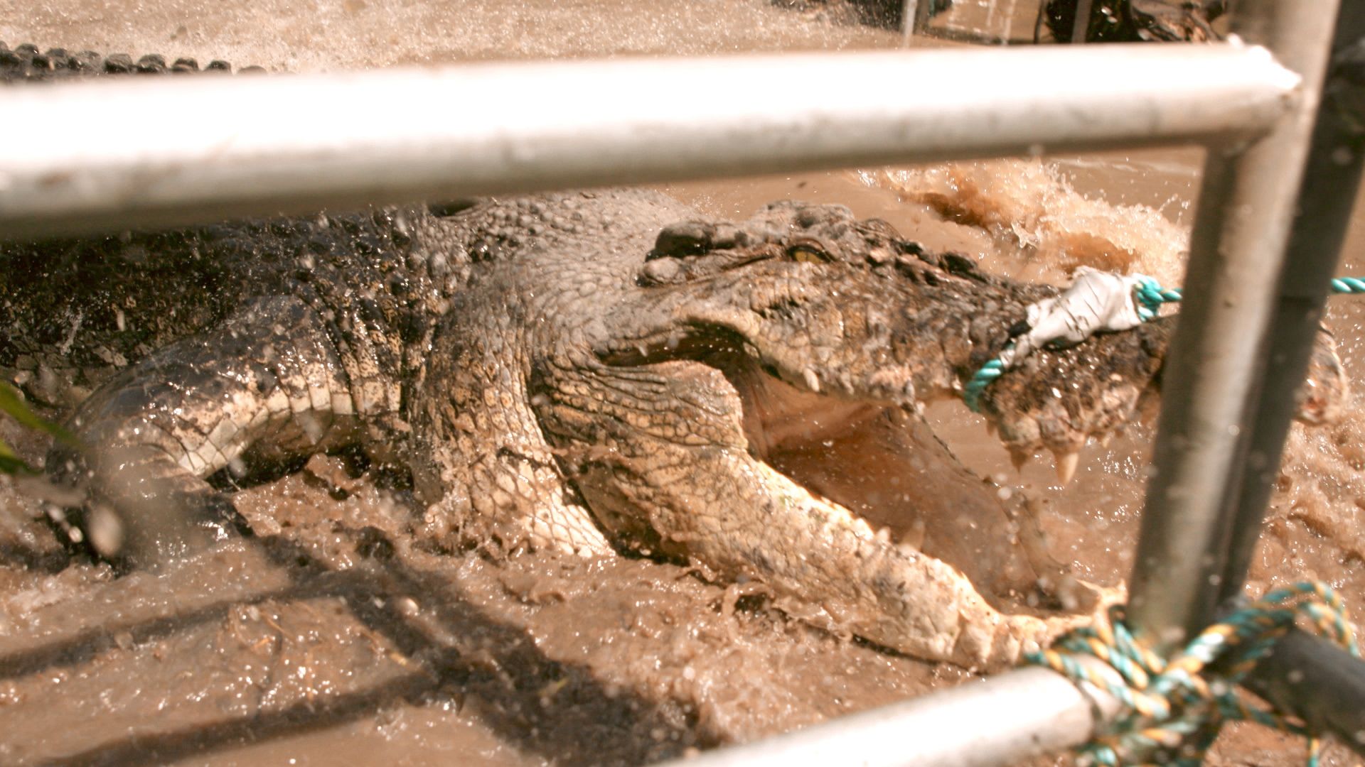 Close up action shot of crocodile being pulled out of panel trap. [Photo of the day - October 2021]