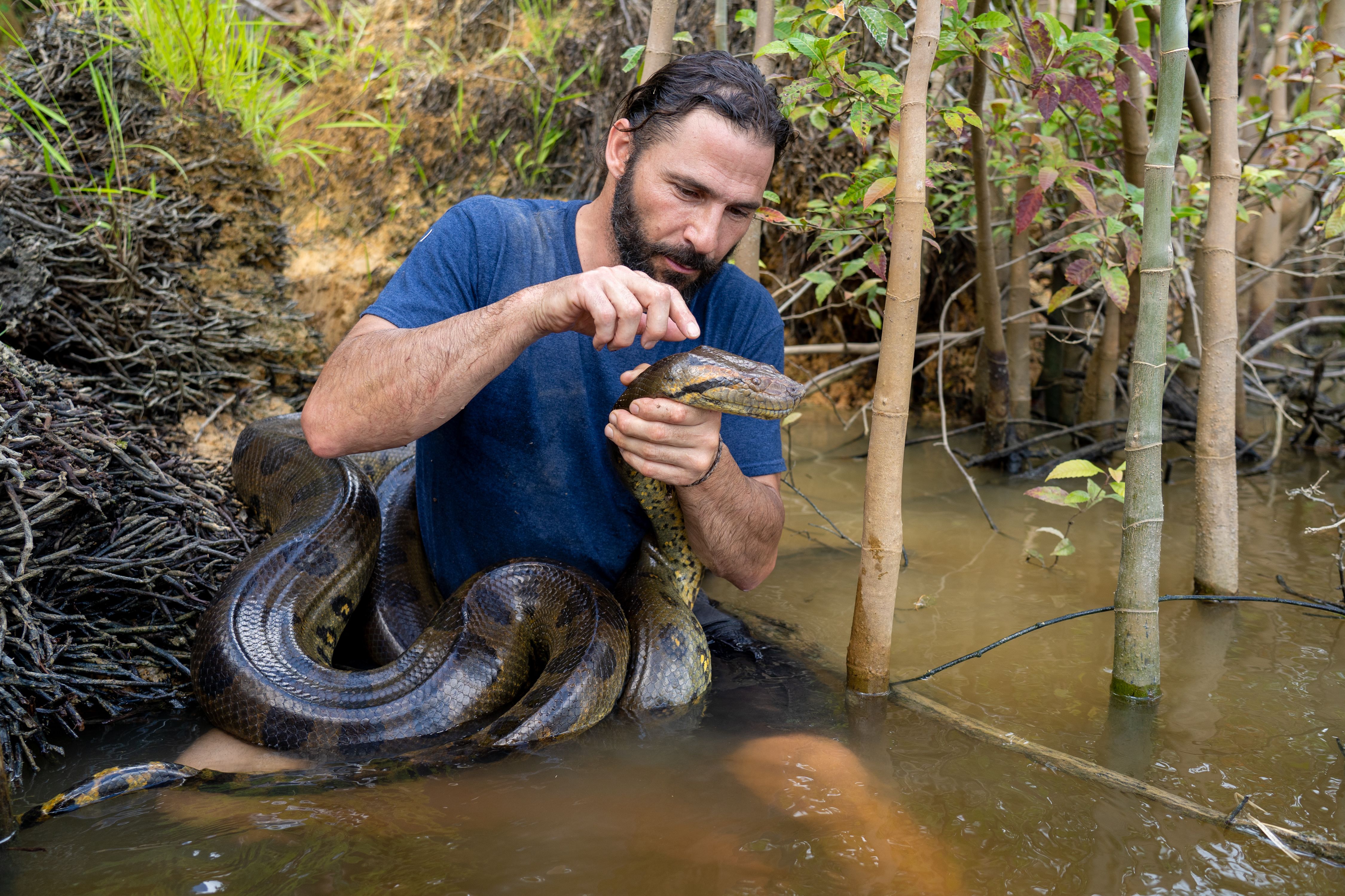 Hazen Audel holding an Anaconda in a river. [Photo of the day - November 2021]