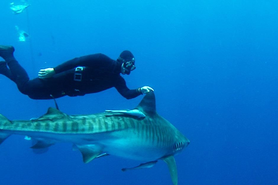 Aliwal Shoal, South Africa: Diver swimming with Tiger Shark.  Riaan Venter filmed Mark Addison... [Photo of the day - July 2012]