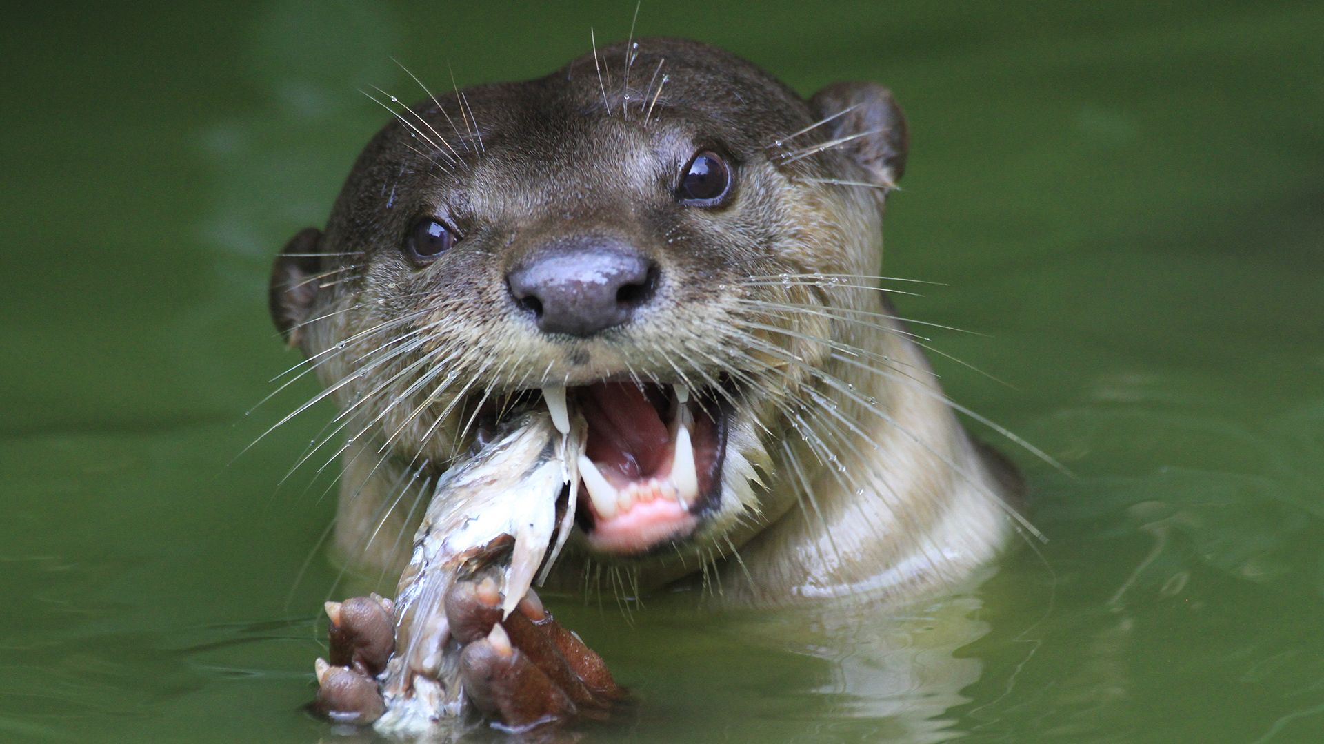 Otter, facing camera, eating fish. This is from The Wildest River. [Photo of the day - November 2021]