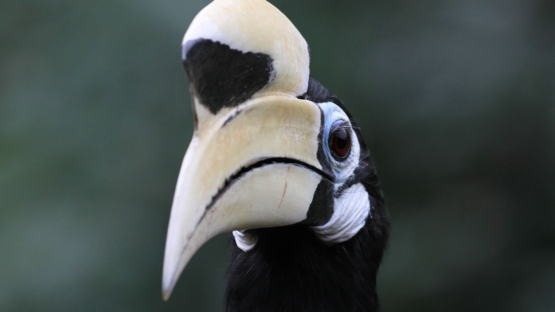 Oriental Pied Hornbill. This is from Borneo's Secret Kingdom. [Photo of the day - November 2021]
