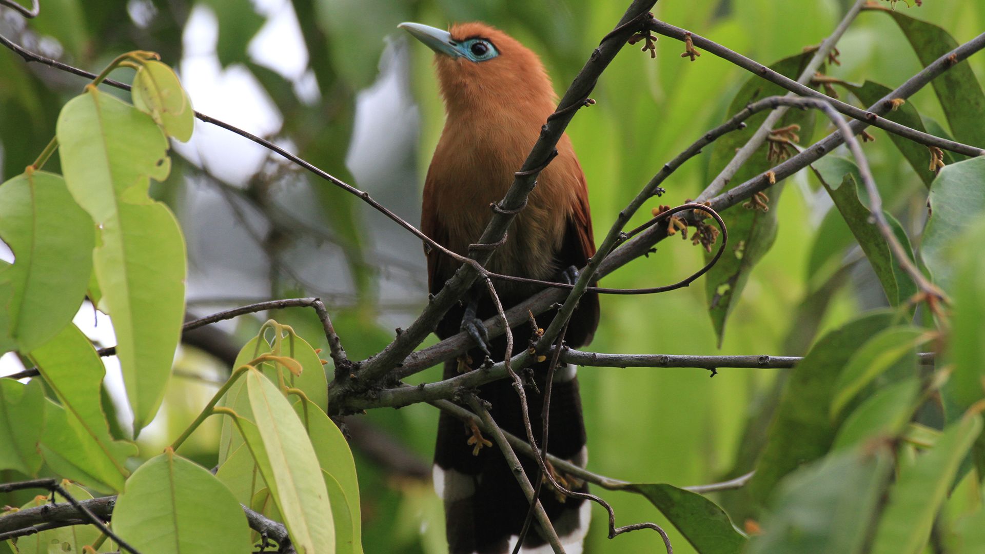 Bird sitting on a tree branch in forest. This is from Borneo's Secret Kingdom. [Photo of the day - November 2021]