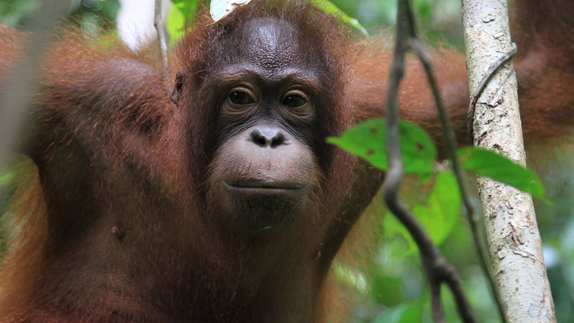 Orangutan in forest canopy. This is from Borneo's Secret Kingdom. [Photo of the day - November 2021]