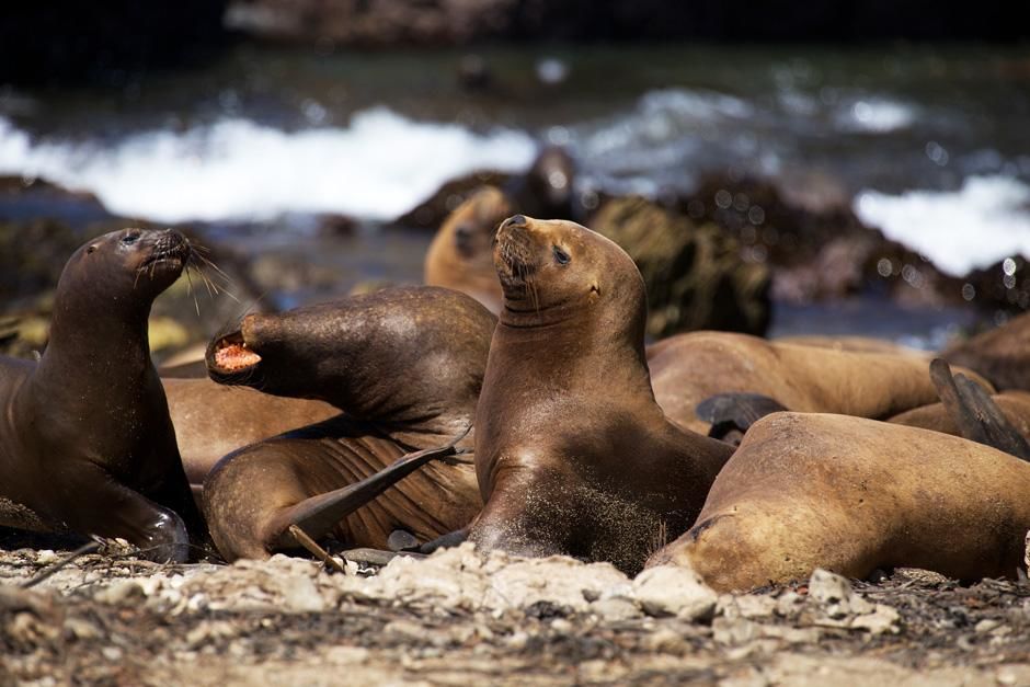Peruvian Sea Lions, Punta San Juan, Peru. This image is from Untamed Americas. [Photo of the day - July 2012]