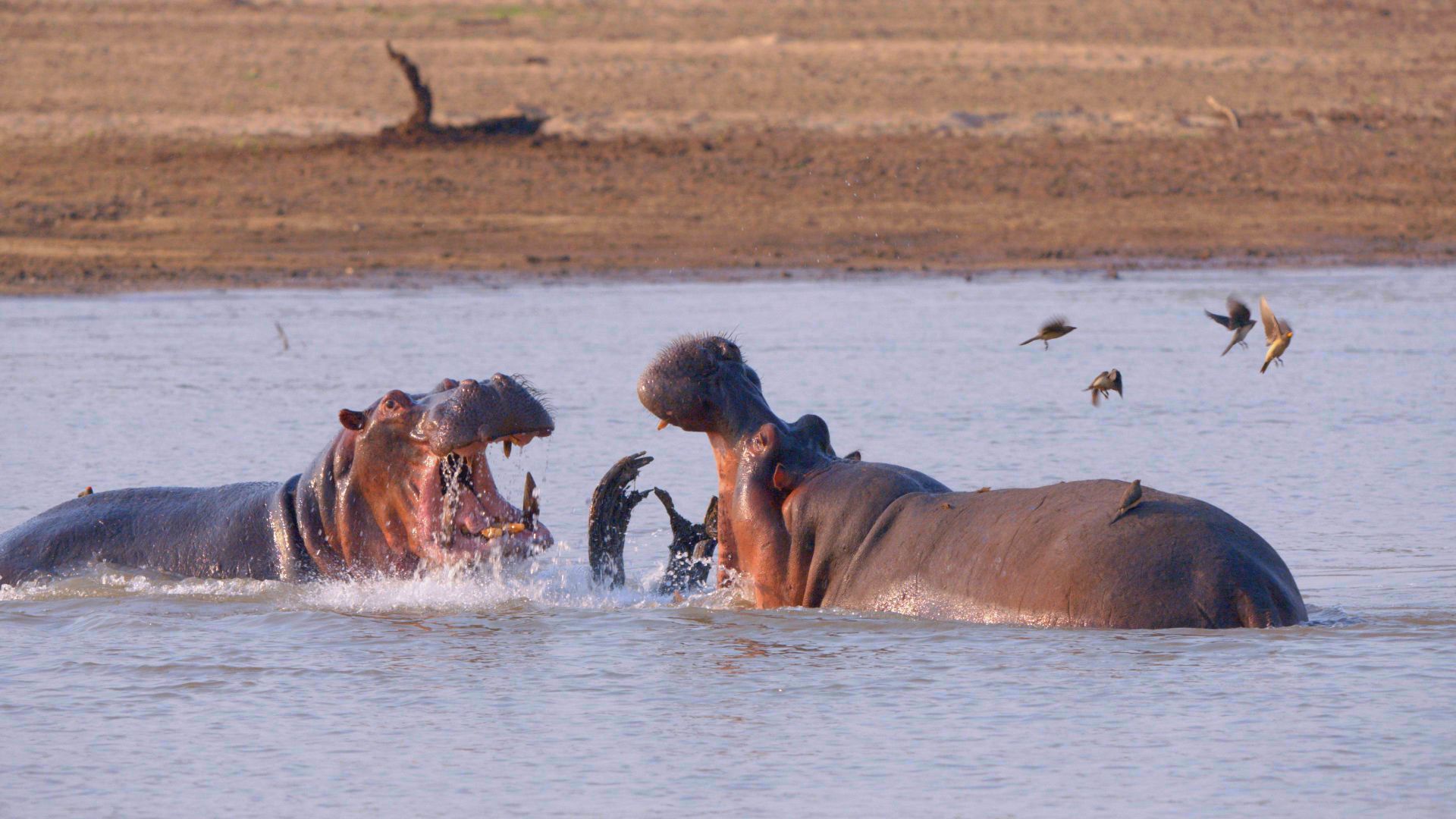 Hippos fighting. [Photo of the day - November 2021]