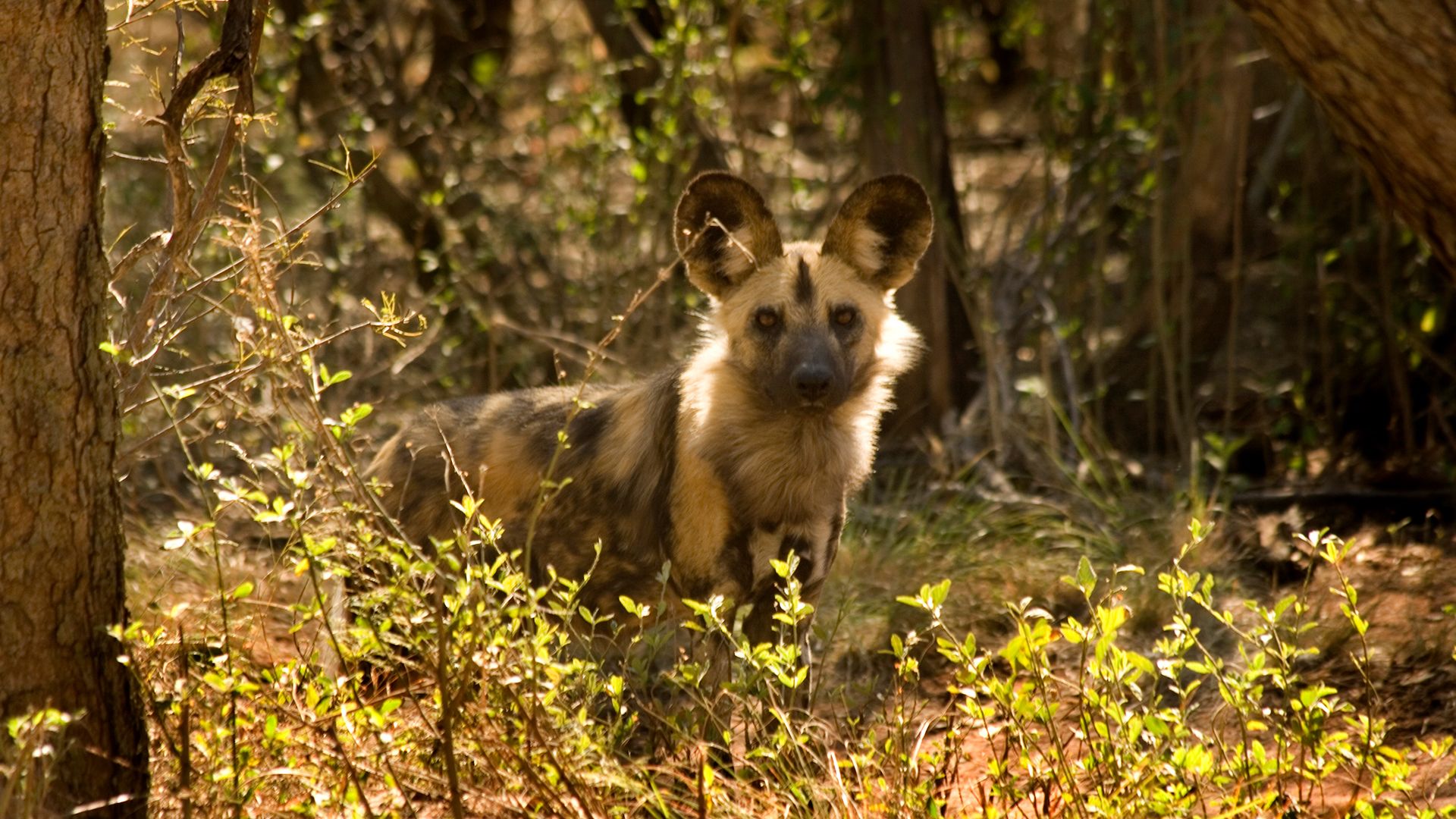 A wild dog looks through the bushes of the Hluhluwe-Imfolozi game reserve. The park boasts some... [Photo of the day - November 2021]