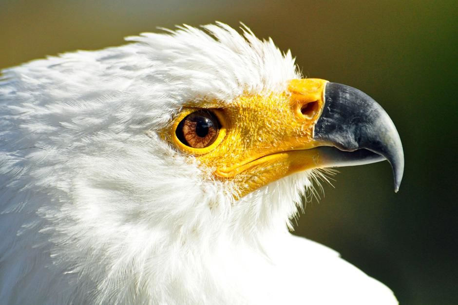 Dullstroom, South Africa: A close-up profile of the Fish Eagle. This image is from Africa's... [Photo of the day - August 2012]