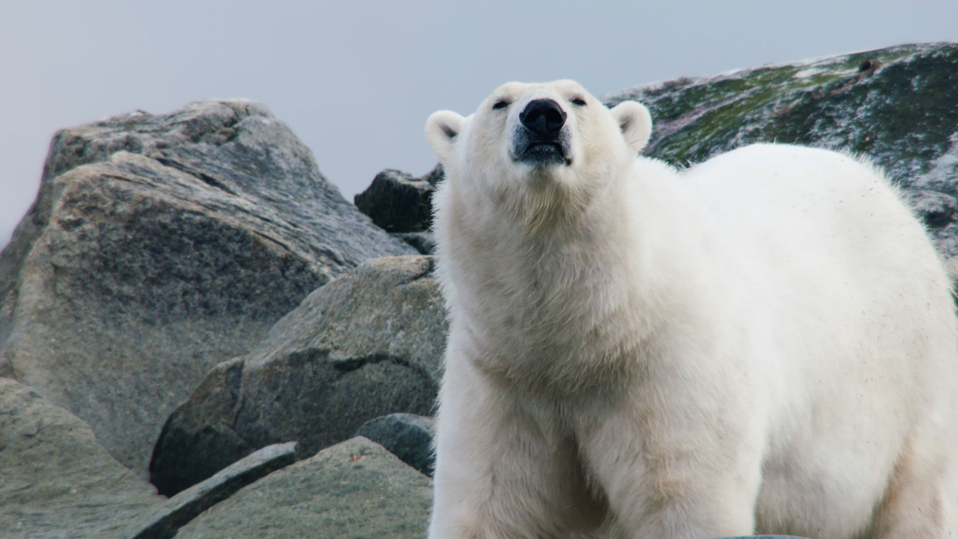 هذه الصورة من برنامج براري القطب الشمالي: مملكة الجليد. [Photo of the day - ديسمبر 2021]