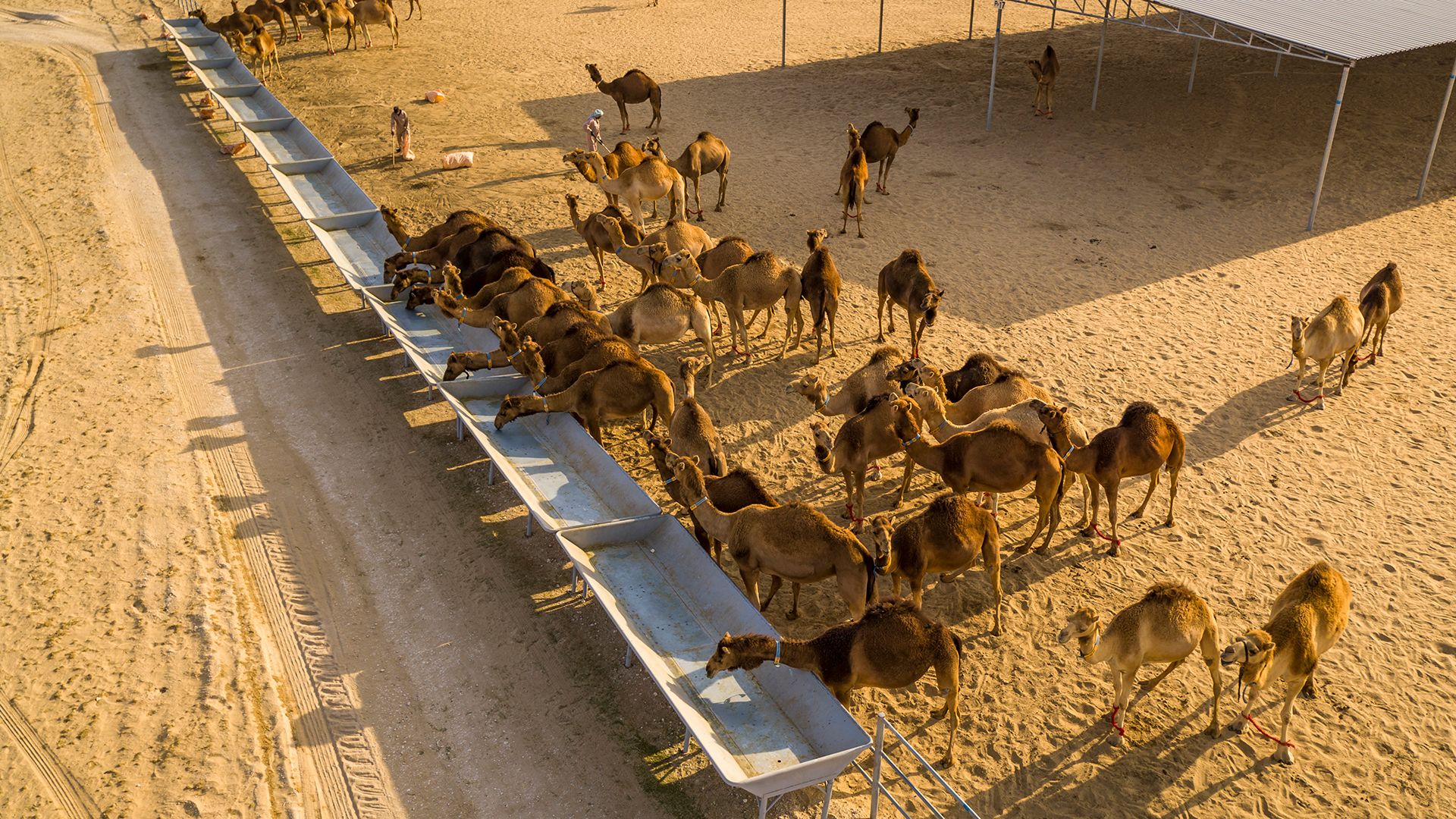 Photograph of camels. This is from Emirates from Above. [Photo of the day - December 2021]